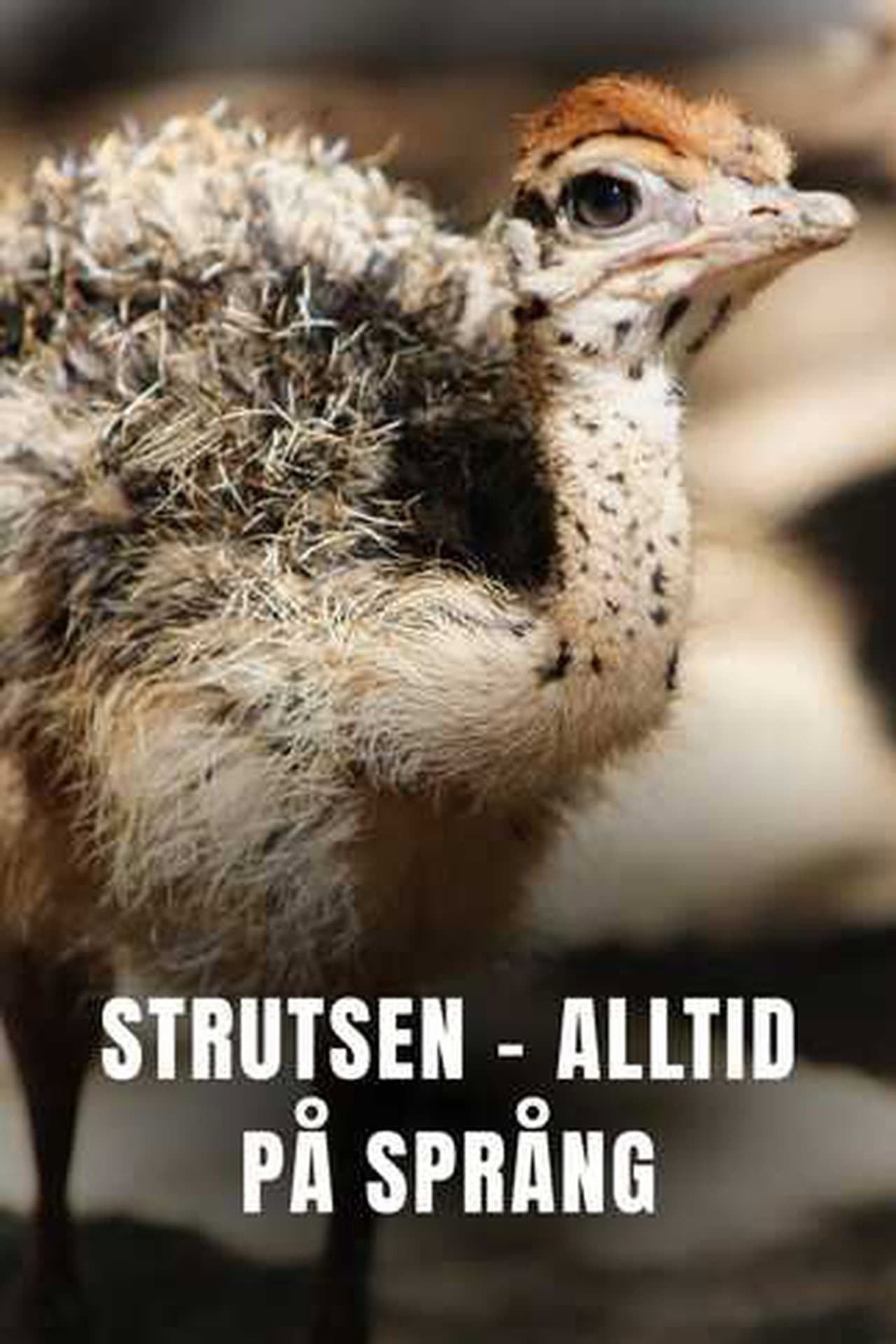 Ostrich - A Life On The Run preview 2