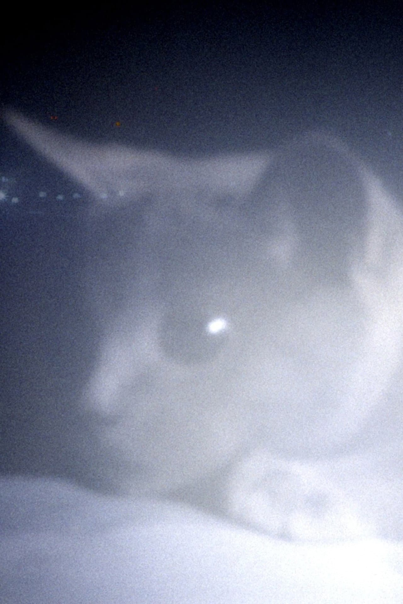 Somos animales preview 2