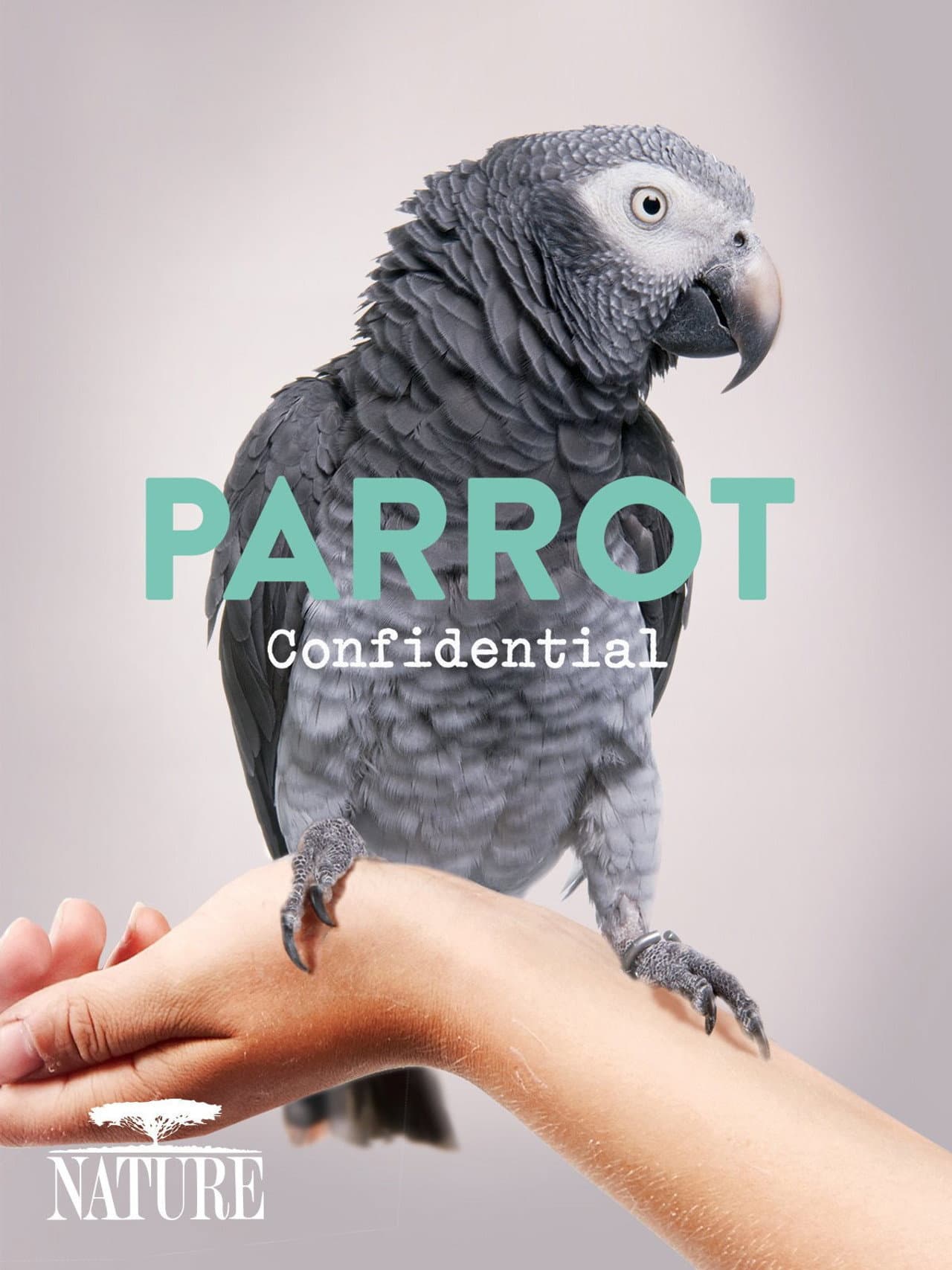 Parrot Confidential preview 1