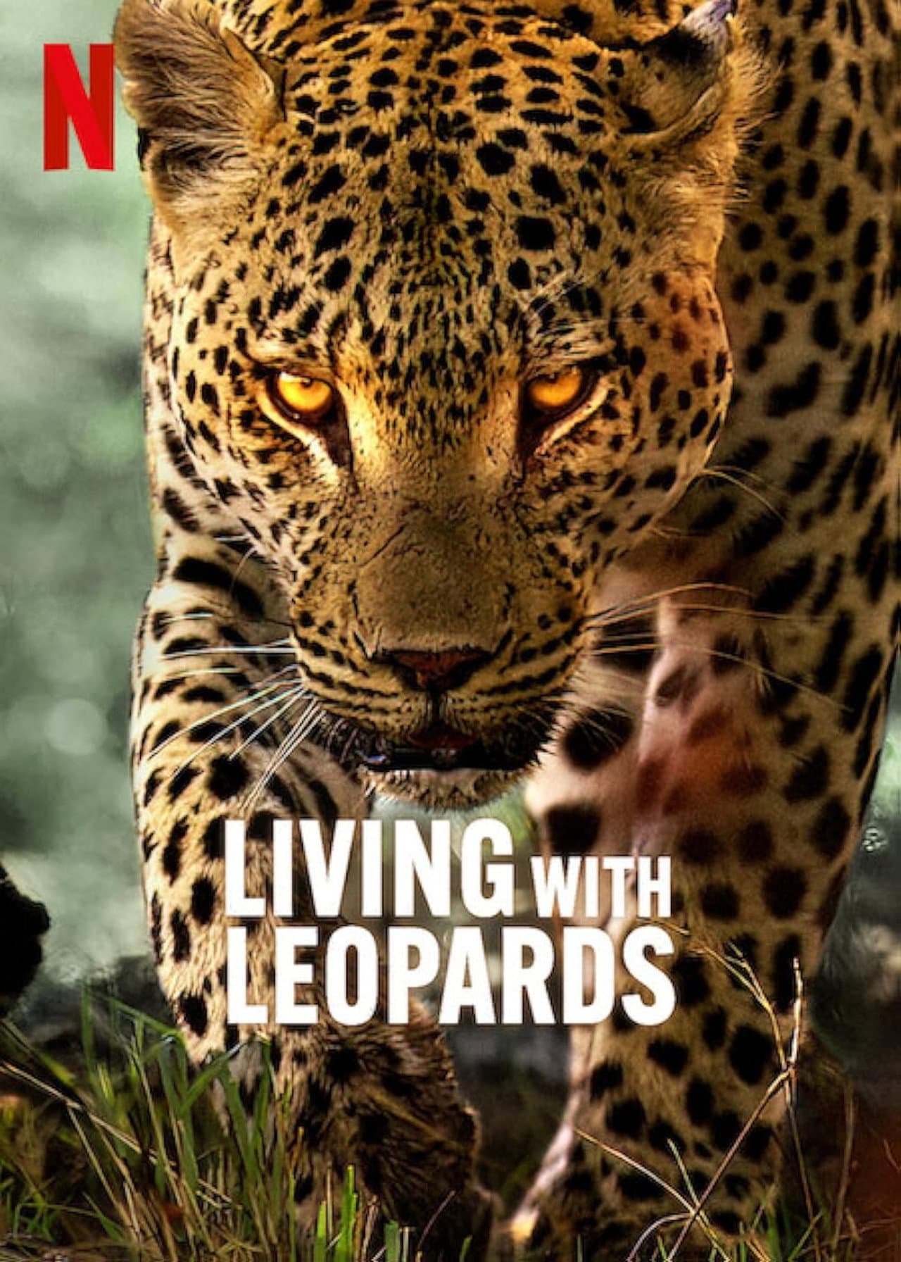 Living with Leopards preview 2