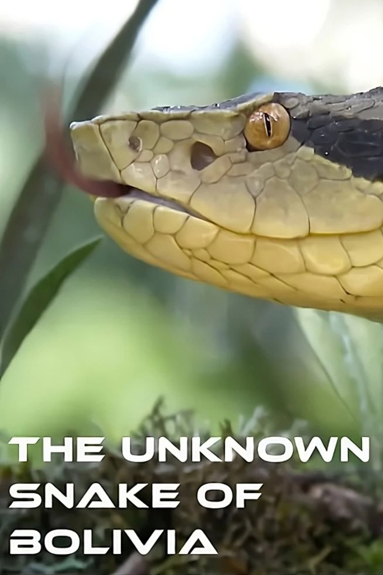 The Unknown Snake of Bolivia preview 2