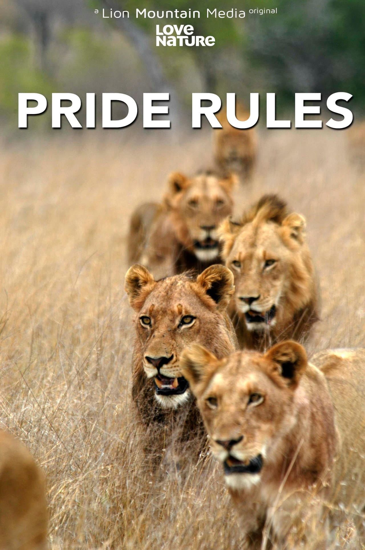 Pride Rules preview 2