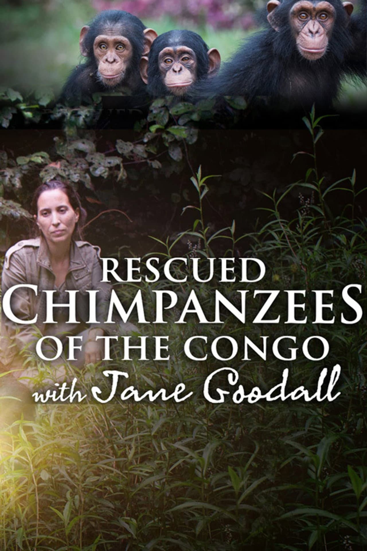 Rescued Chimpanzees of the Congo with Jane Goodall preview 2