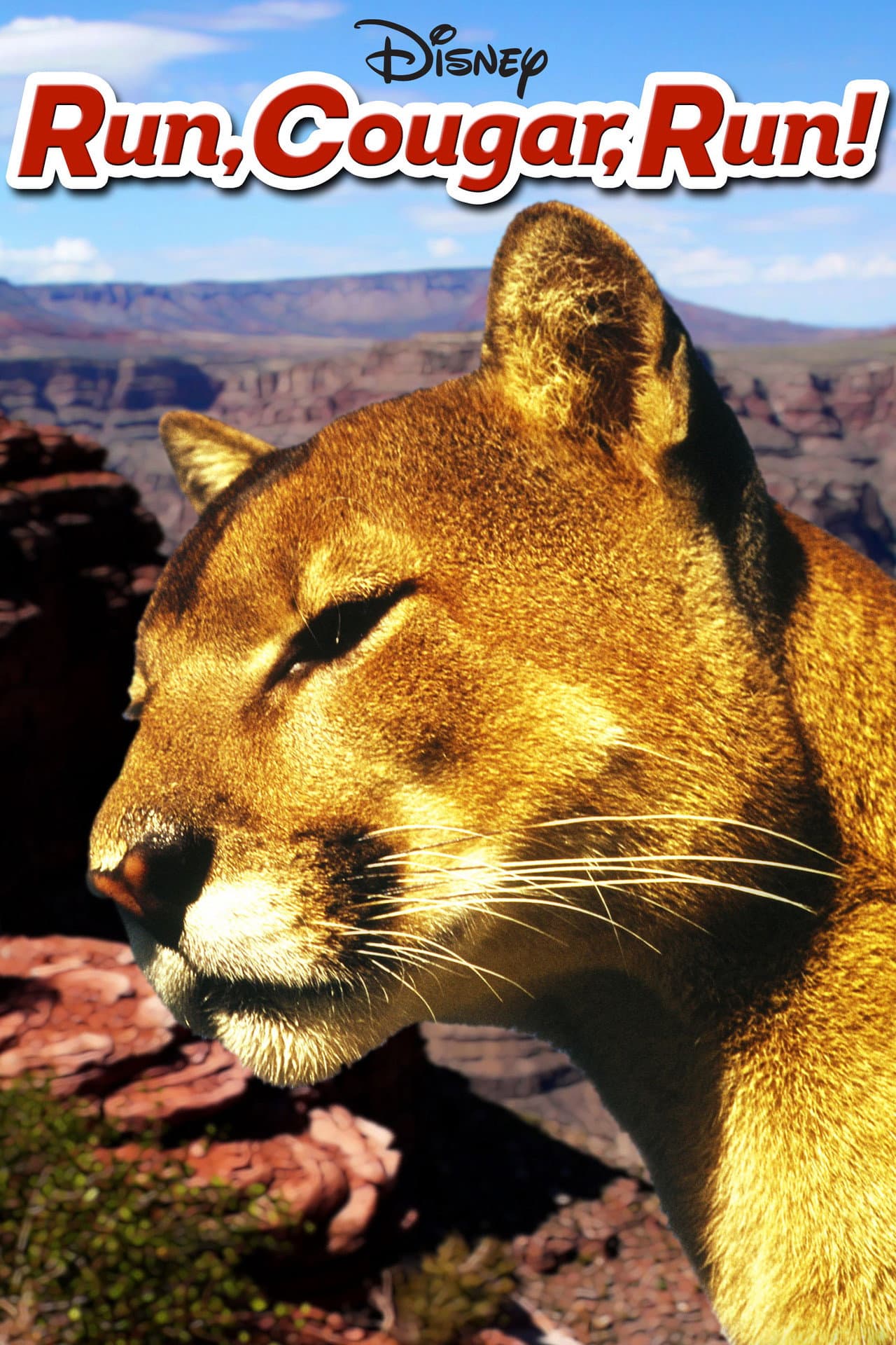 Run, Cougar, Run preview 2