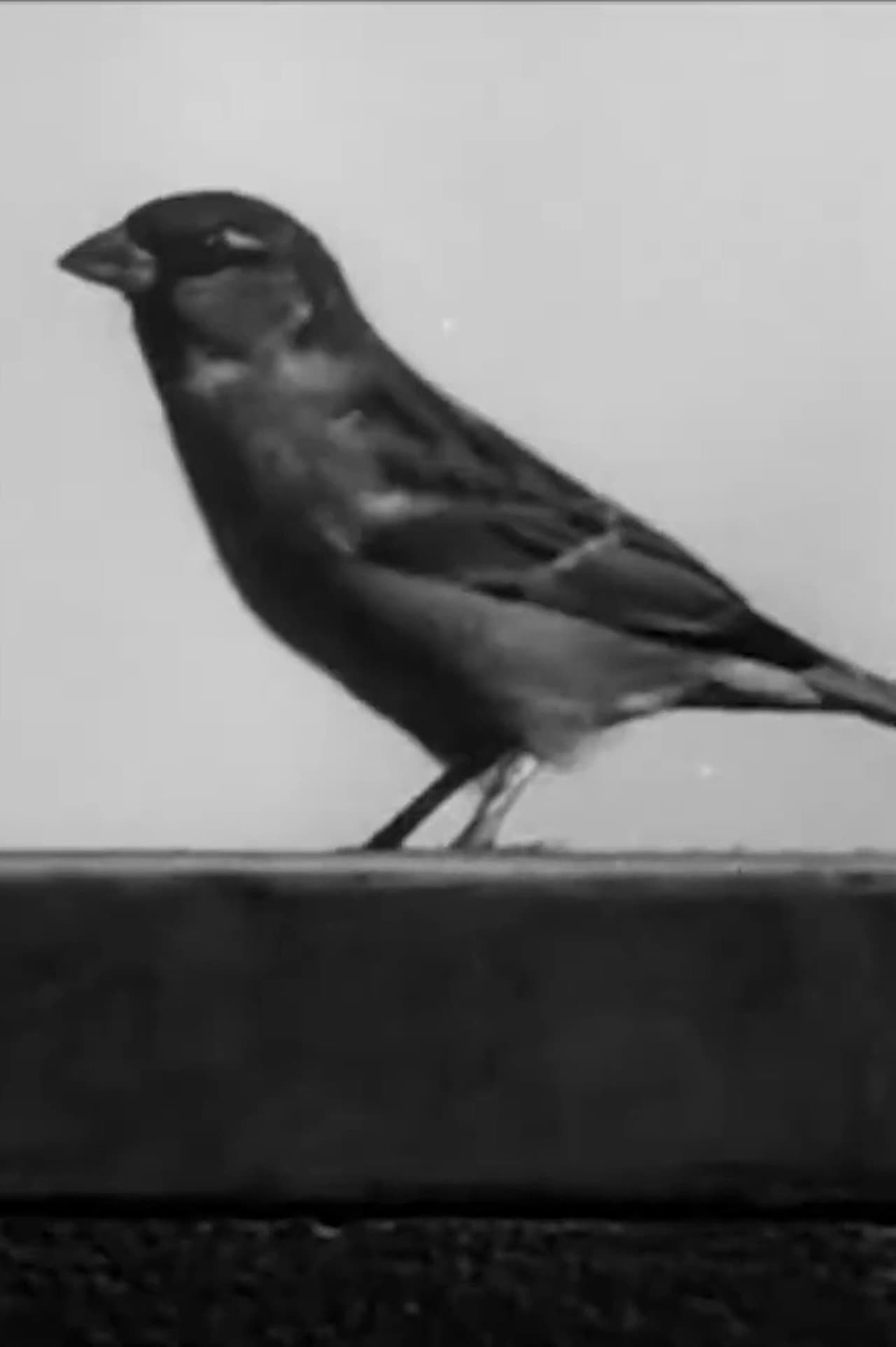 Sally the Sparrow preview 2