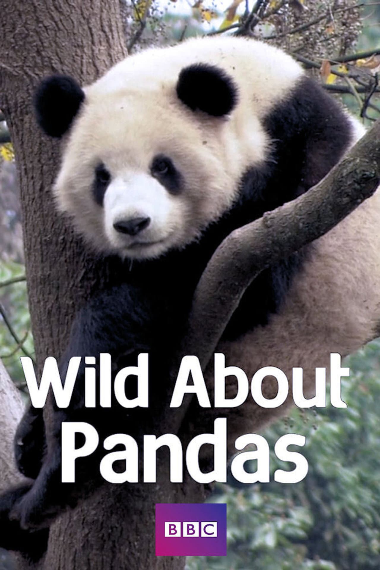 Wild About Pandas preview 2