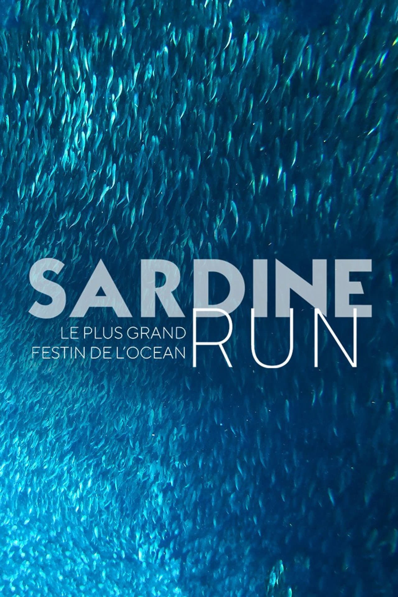 Sardine Run, le plus grand festin de l'océan preview 2