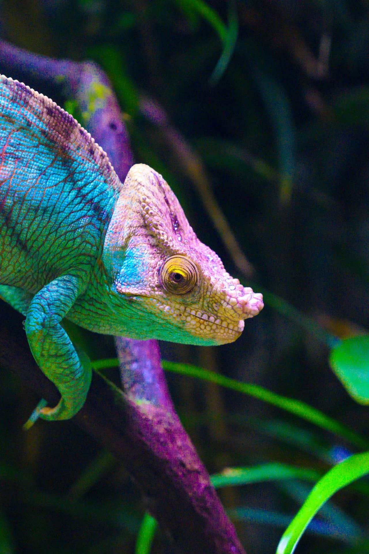 Madagascar, paradis des caméléons preview 2