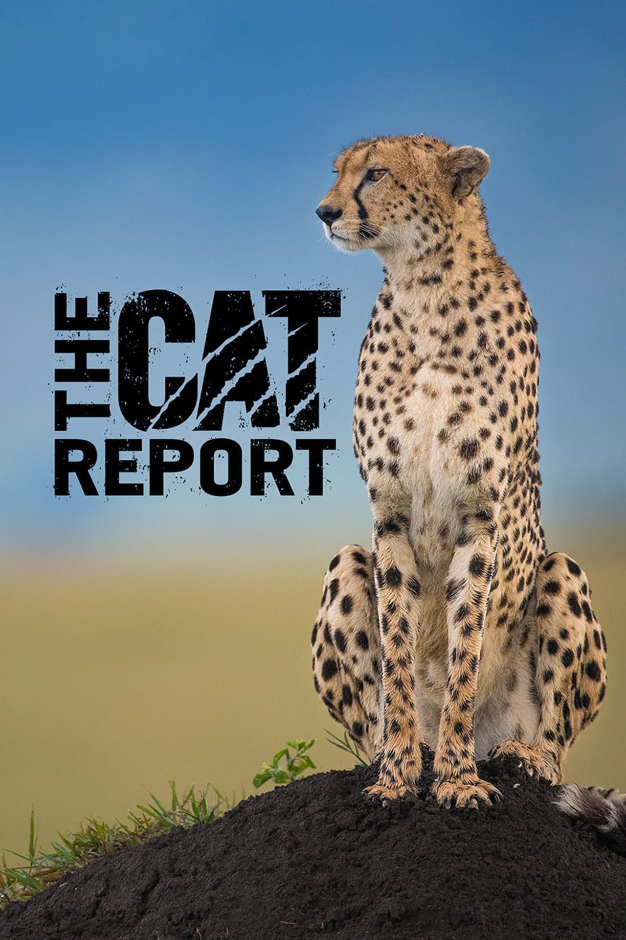 The Cat Report preview 1