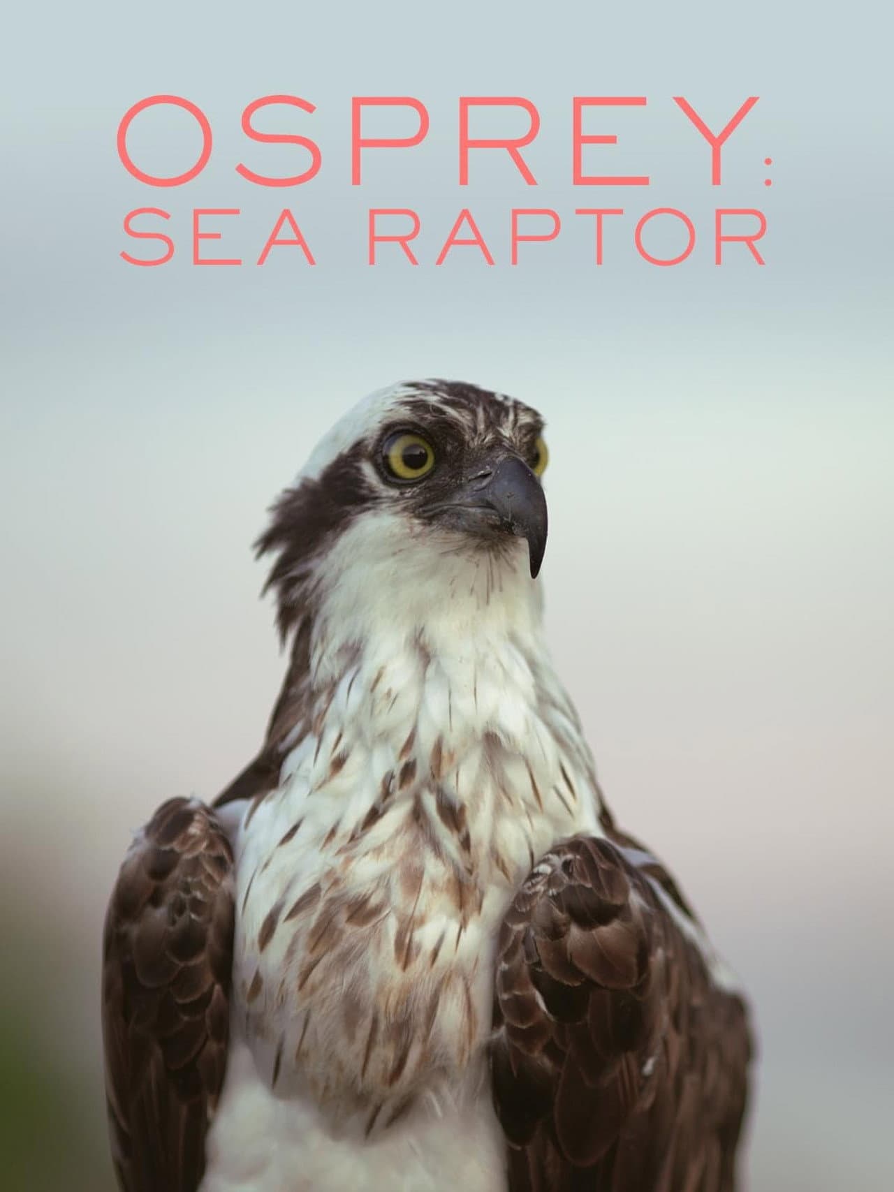 Osprey: Sea Raptor preview 2