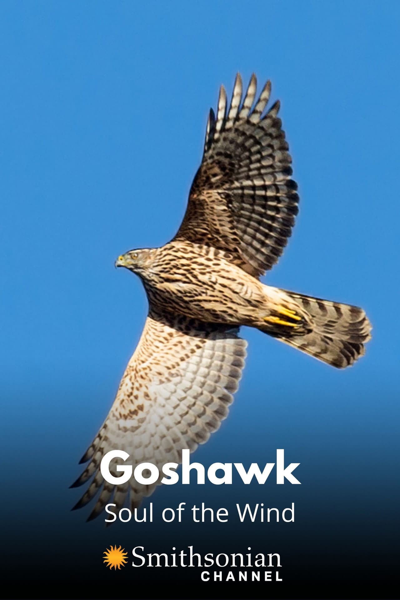 Goshawk - Soul of the Wind preview 1