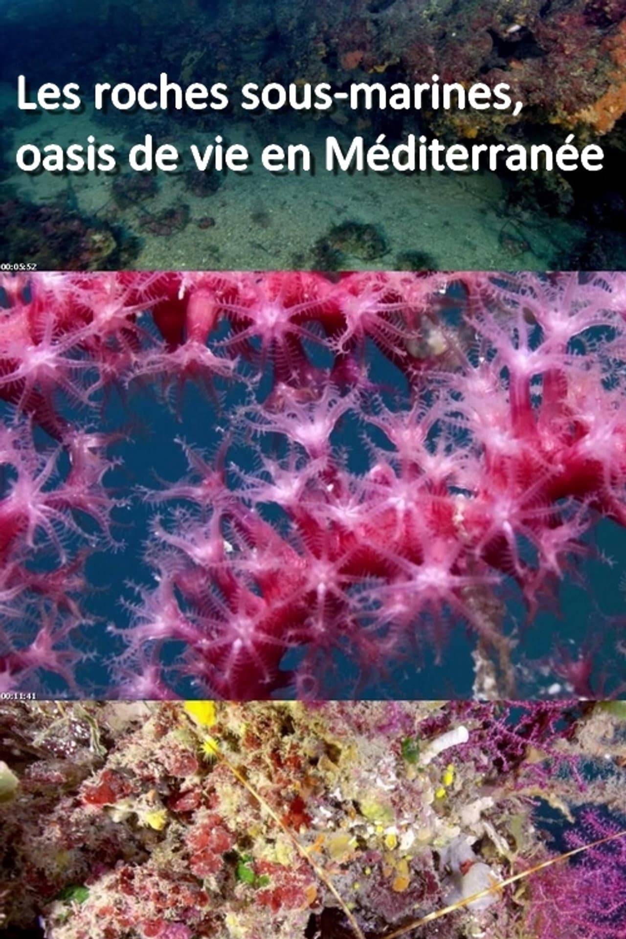 Les roches sous-marines, oasis de vie en Méditerranée preview 1