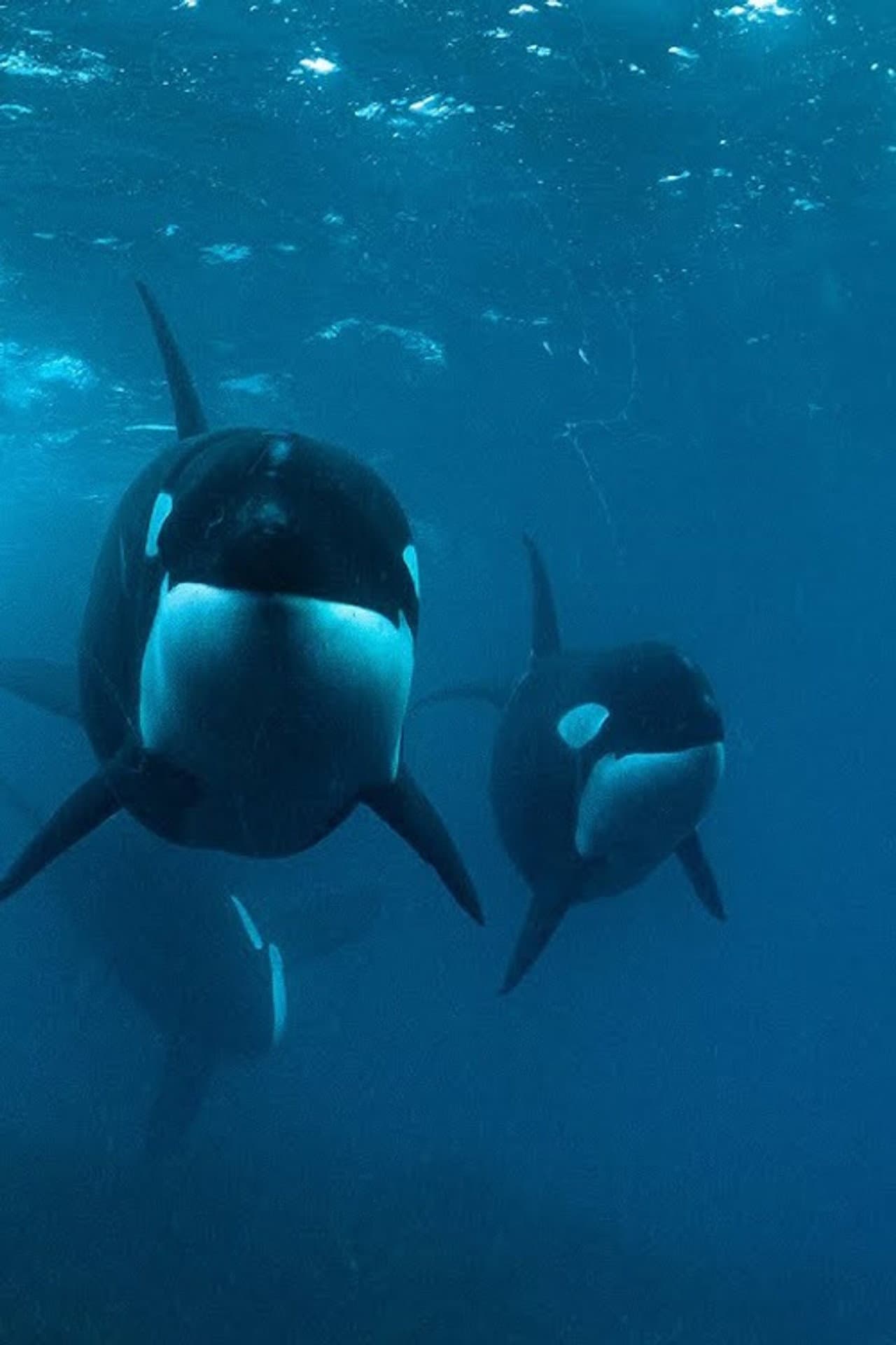 0800 SEE ORCA preview 2