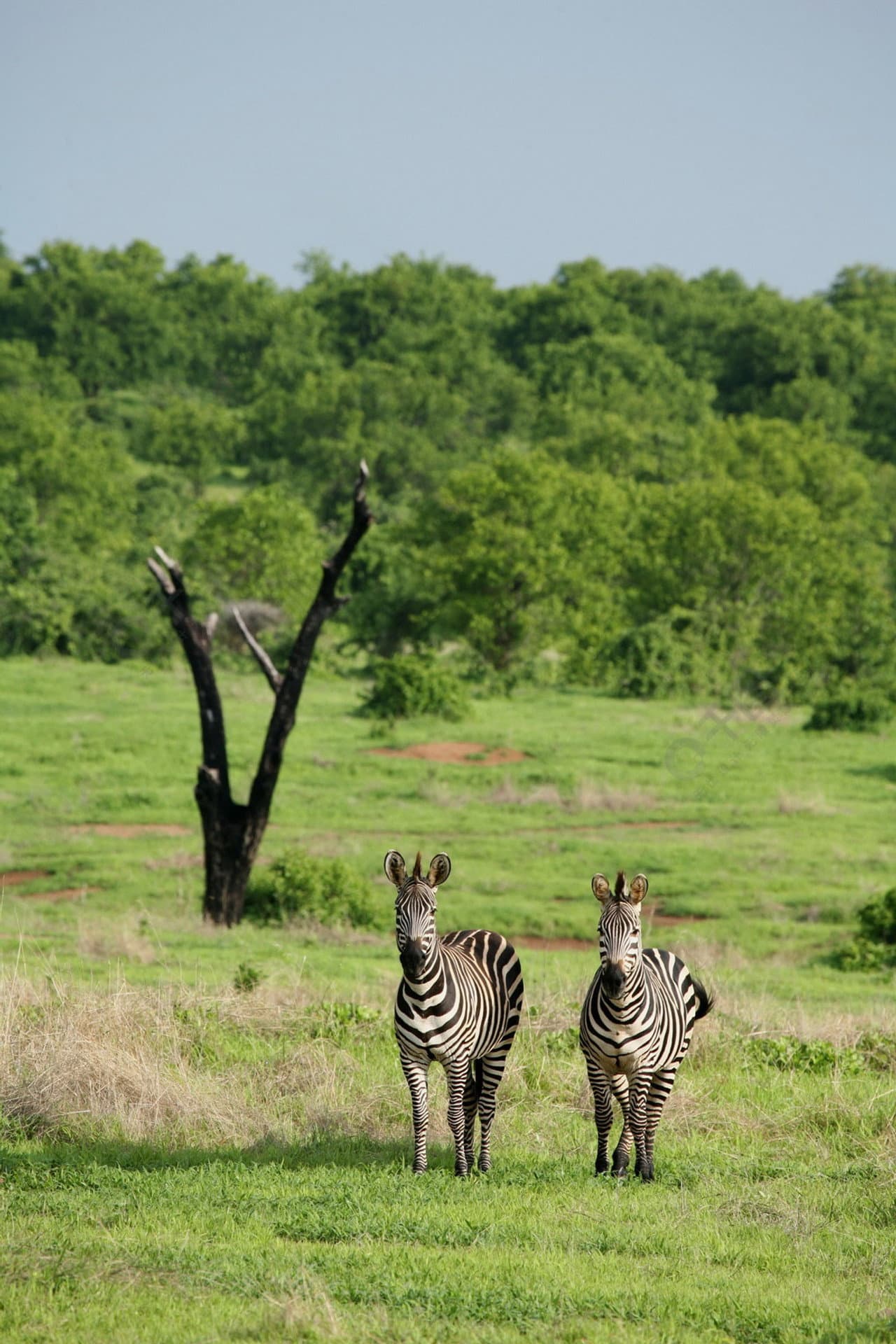 Amazing Wildlife of Botswana preview 1