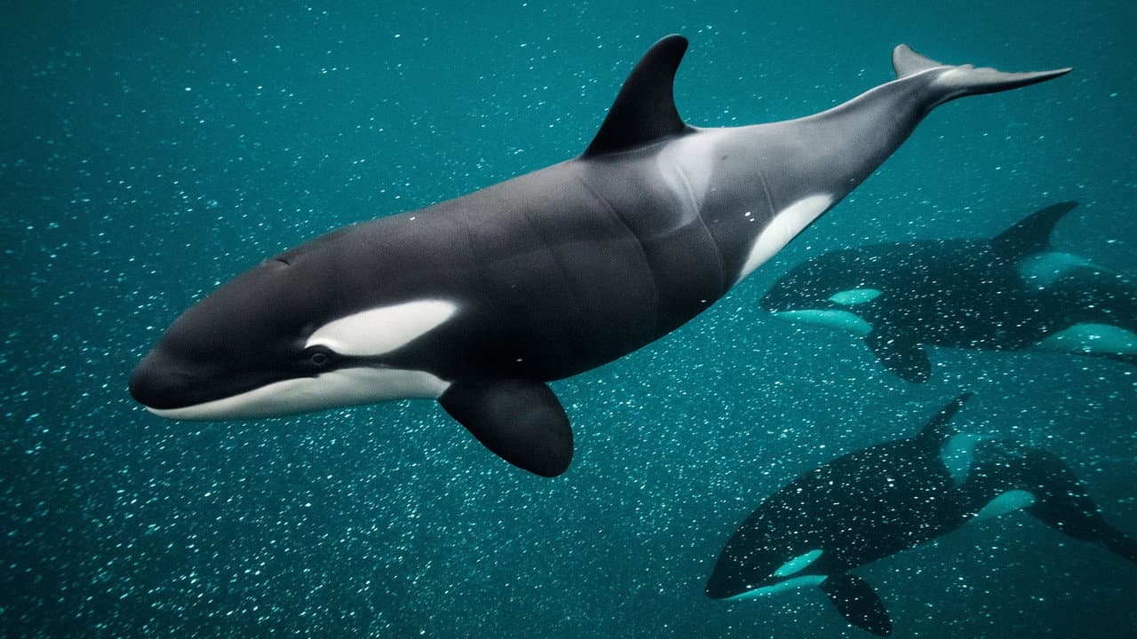 Killer Whale Chronicles