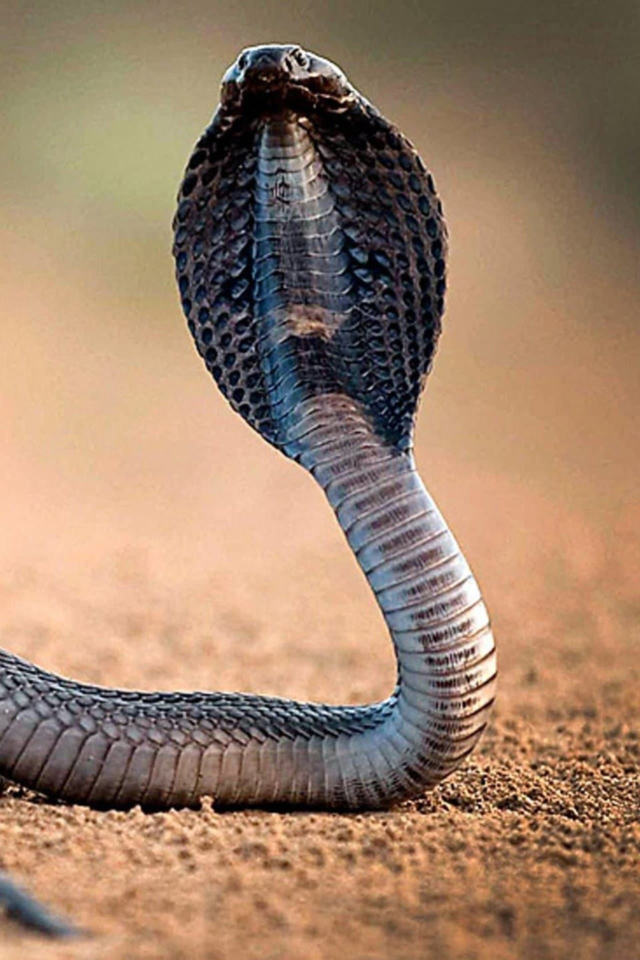 One Million Snake Bites preview 2