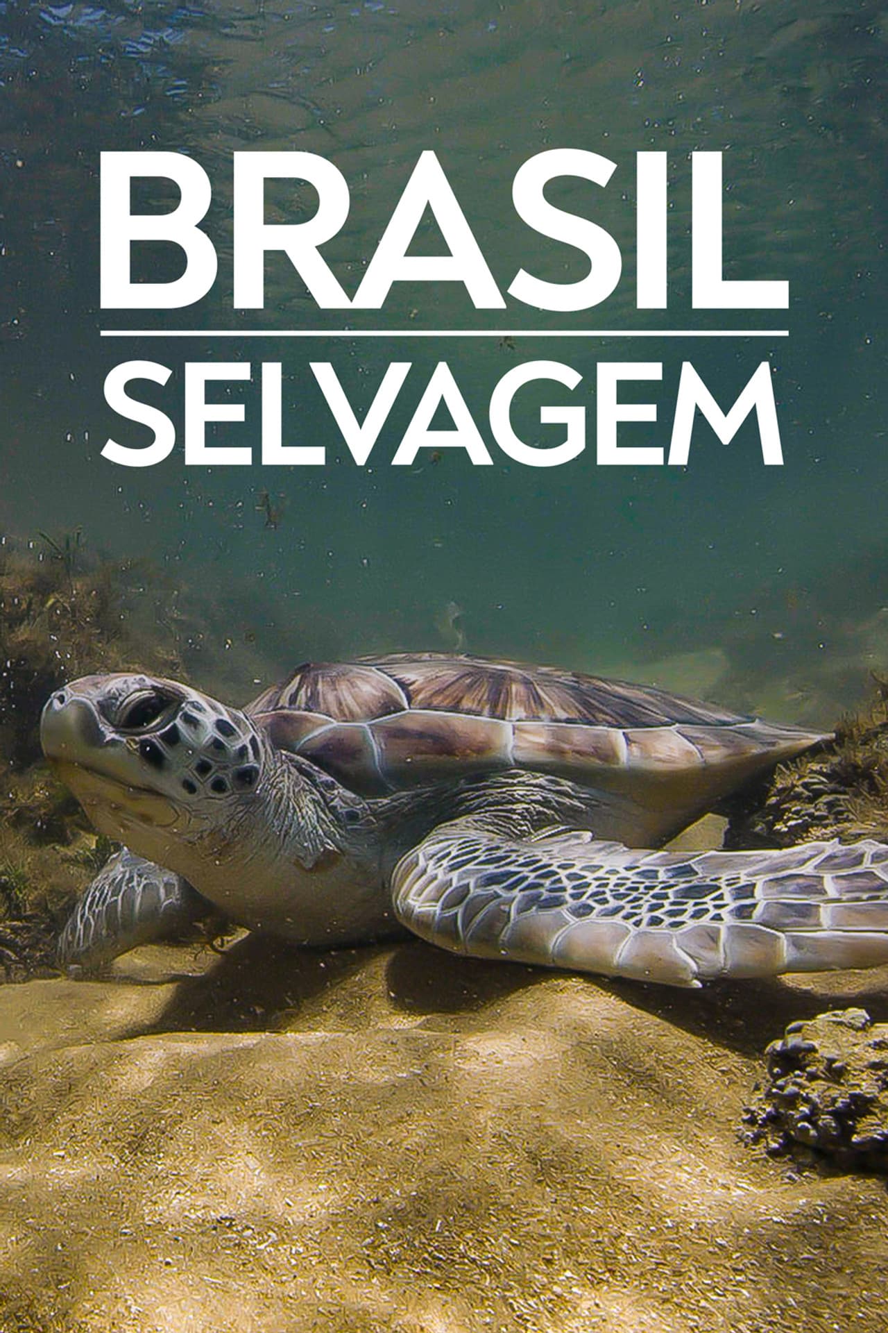 Coastline of Brazil