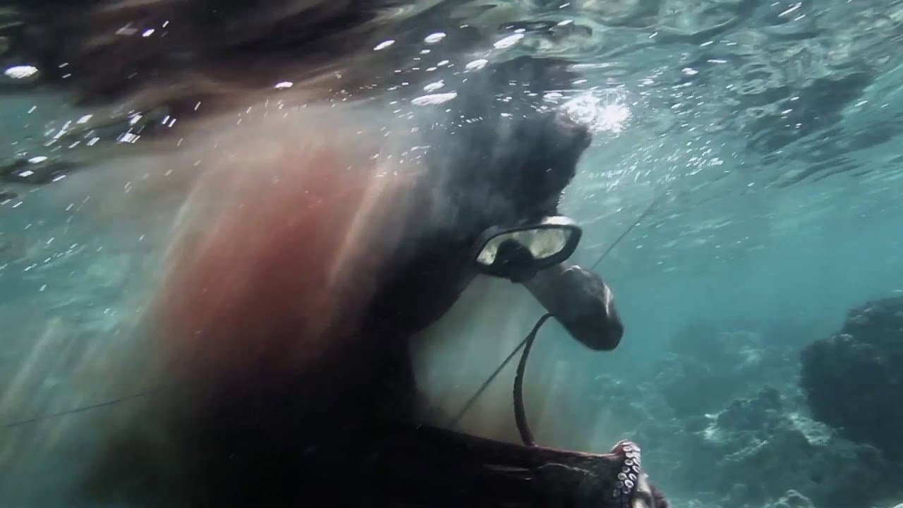 Oh Brother Octopus
