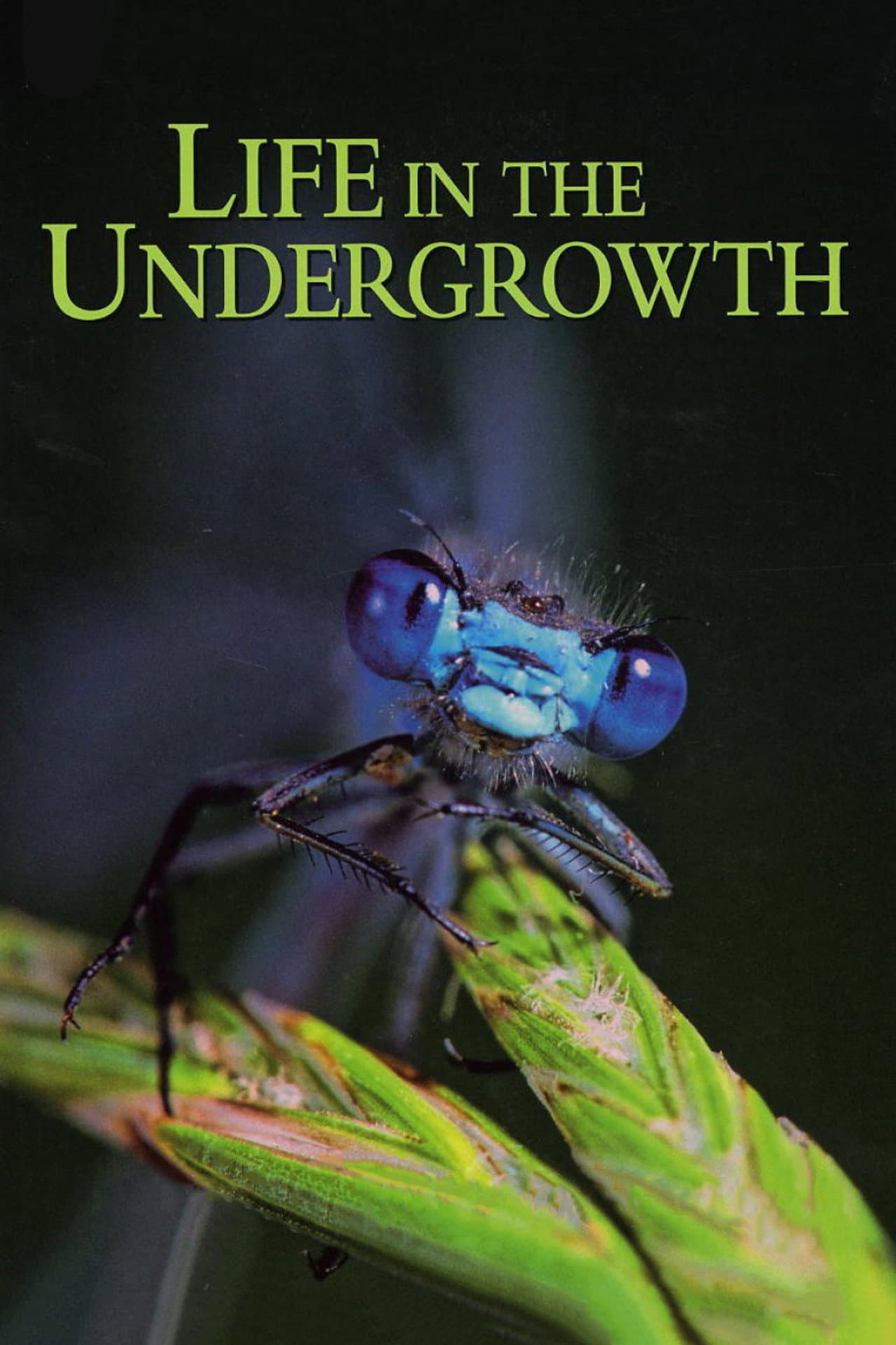 Life in the Undergrowth preview 2