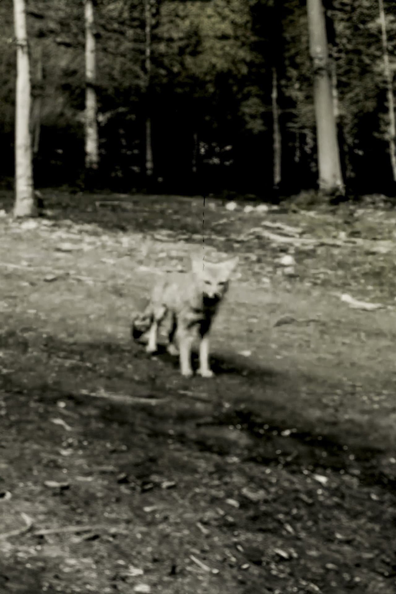 Last shot of the Argentine Grey Fox preview 1