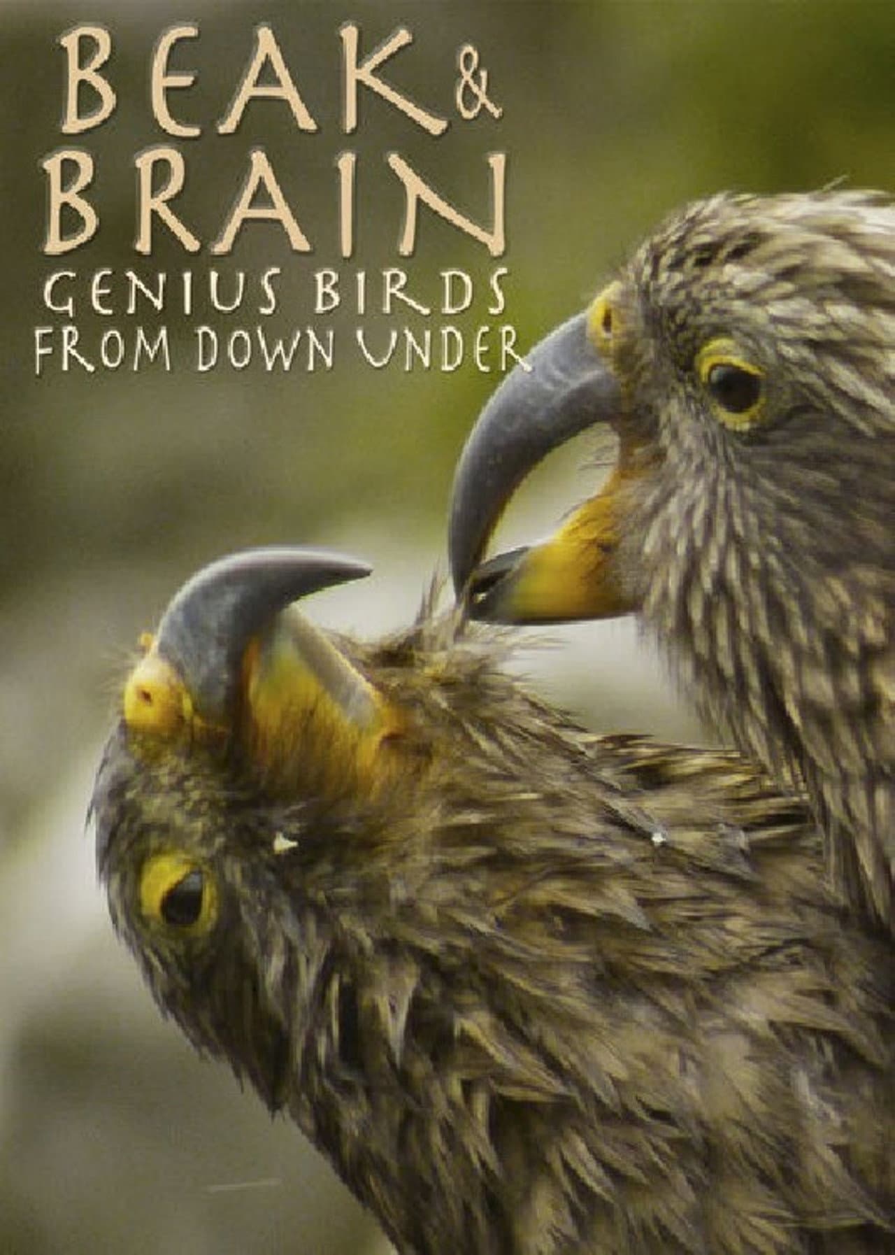 Beak & Brain - Genius Birds from Down Under preview 2