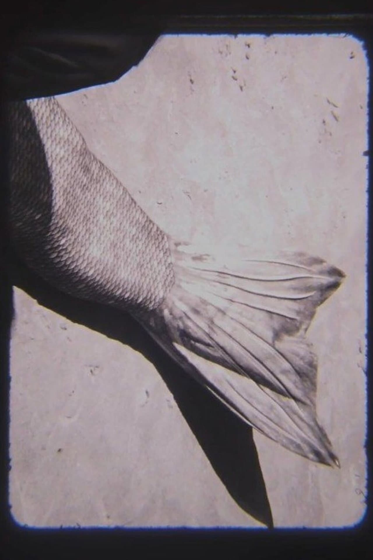 MER preview 2