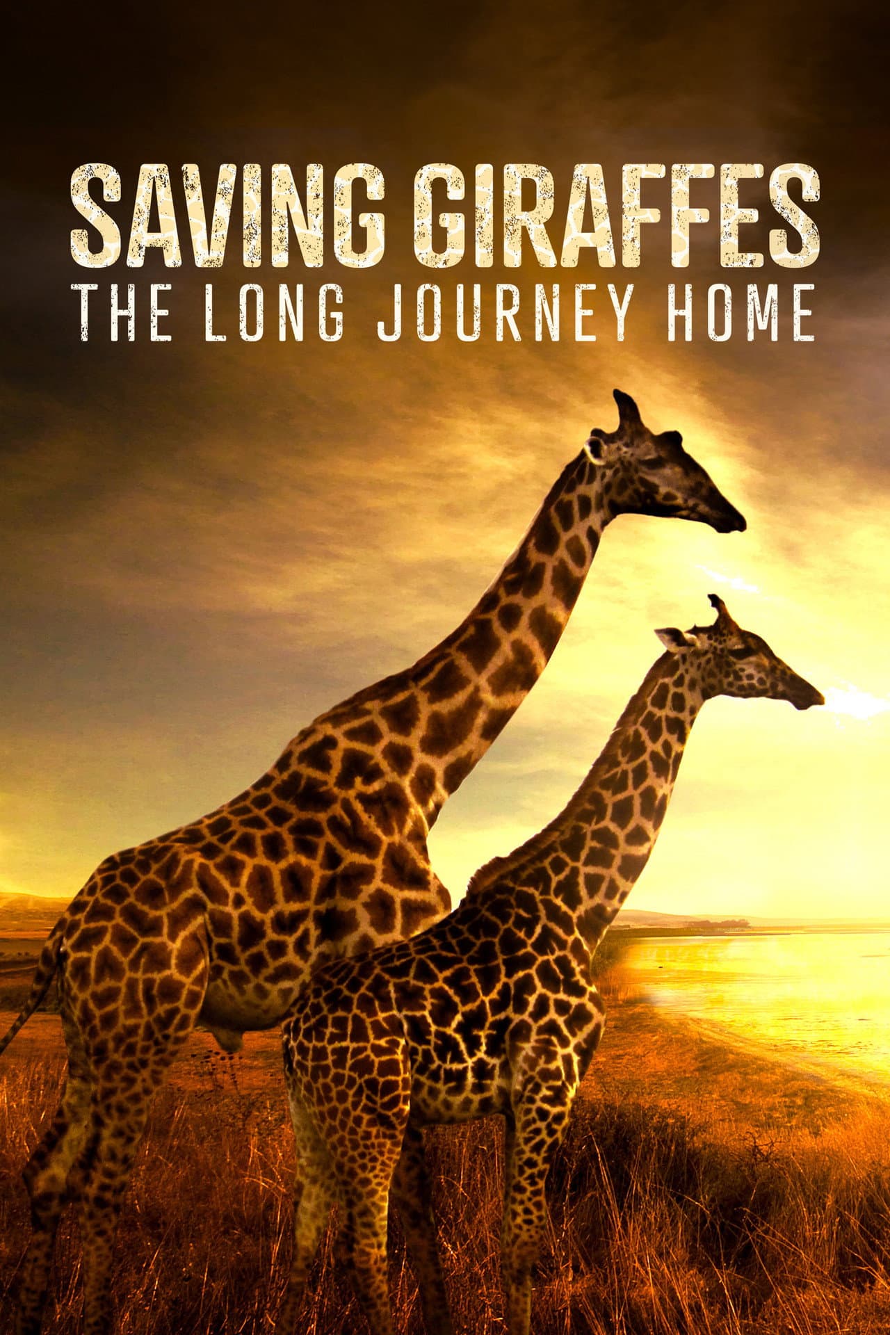 Saving Giraffes: The Long Journey Home preview 2