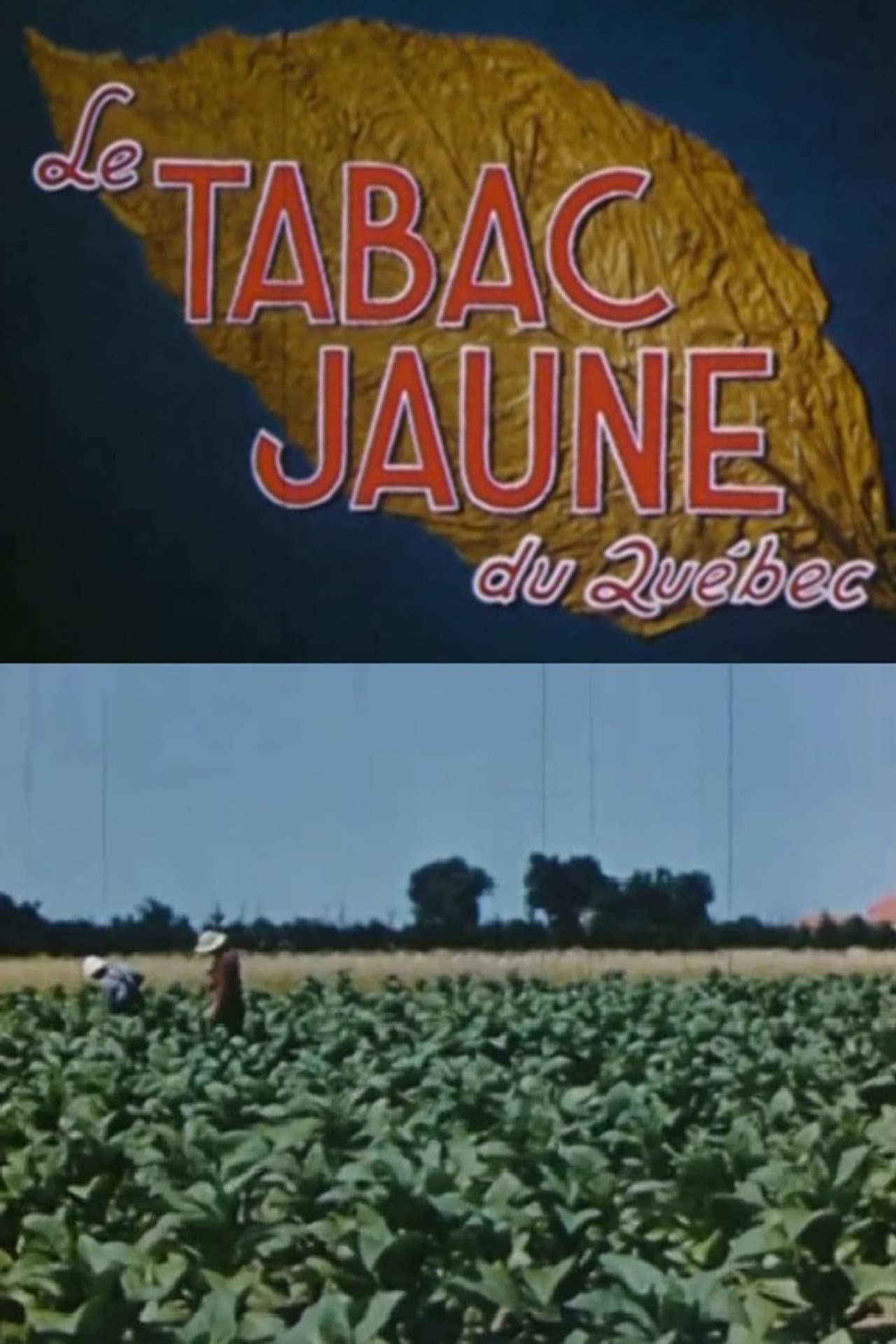Yellow Tobacco from Quebec preview 2