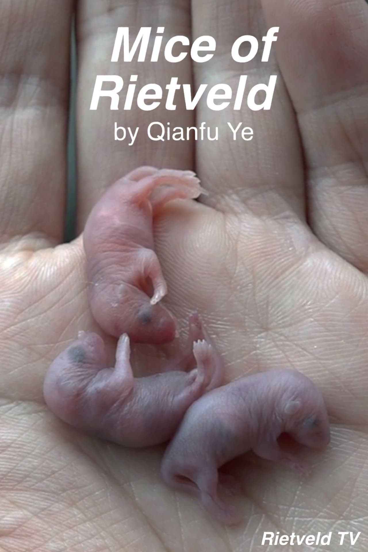 Mice of Rietveld preview 2