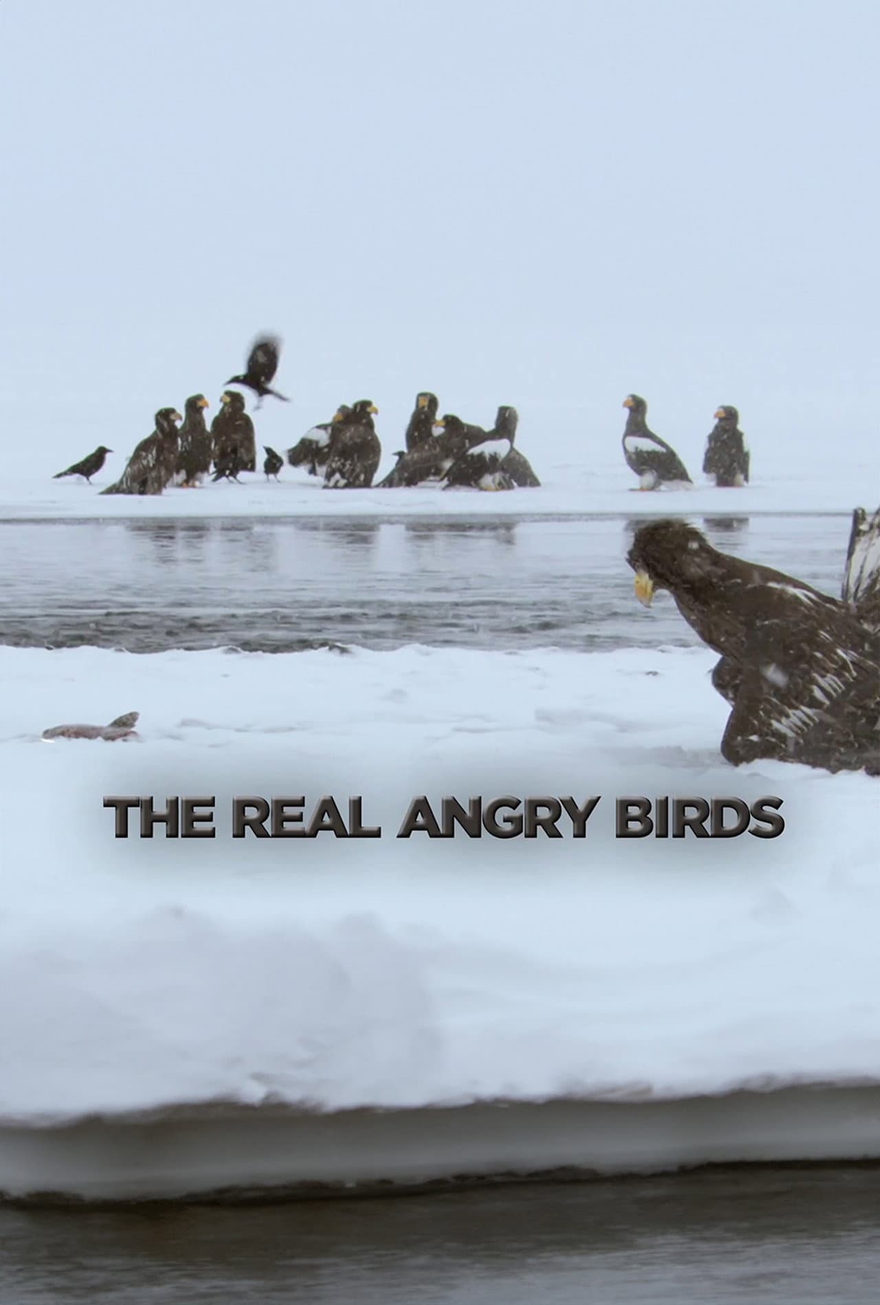 The Real Angry Birds preview 1
