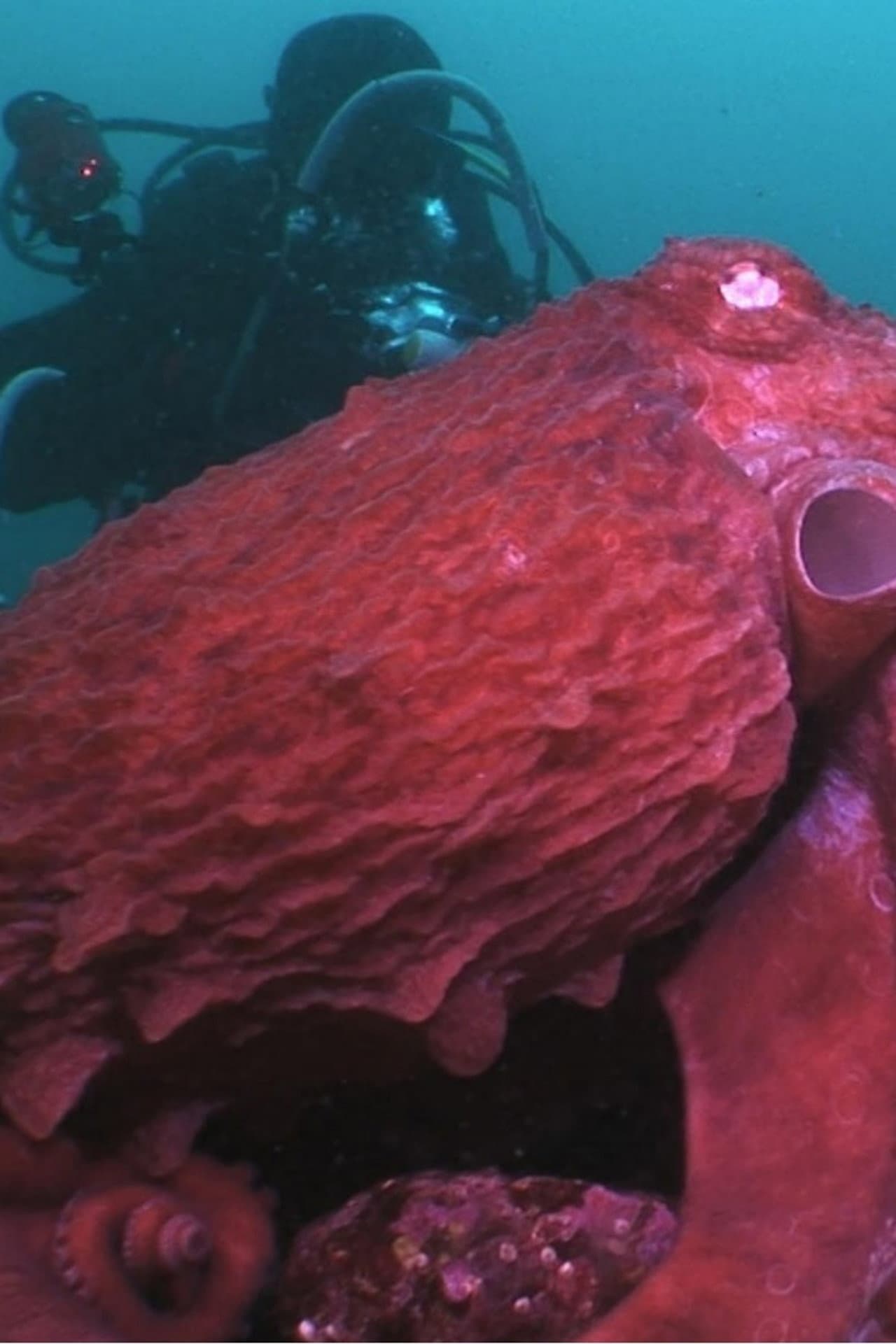 Animal Instincts - When Monsters Call - The Bizarre Water-World of Noto Peninsula, Japan preview 2