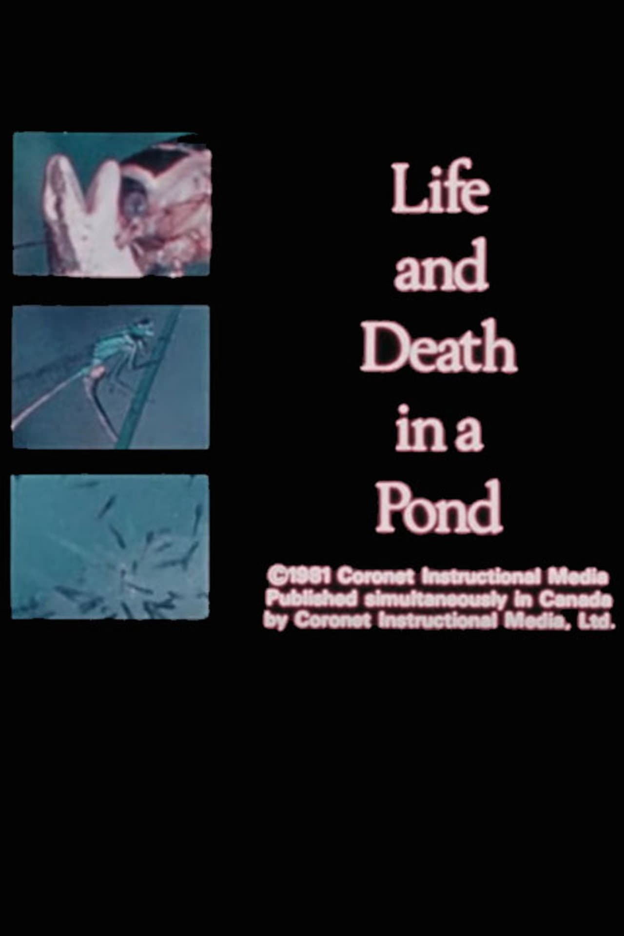 Life and Death in A Pond preview 2