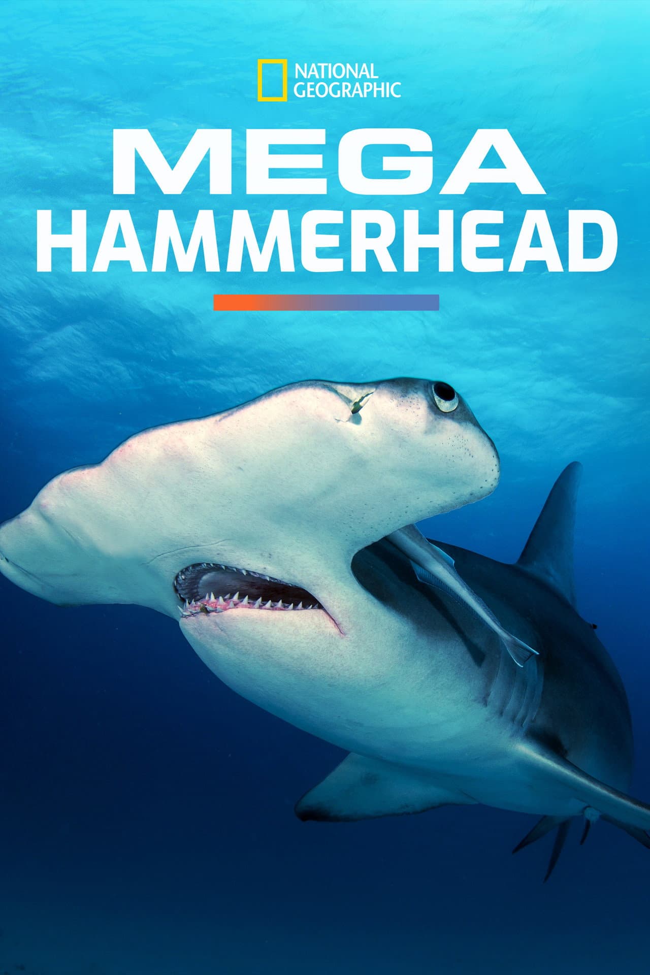 Mega Hammerhead preview 2