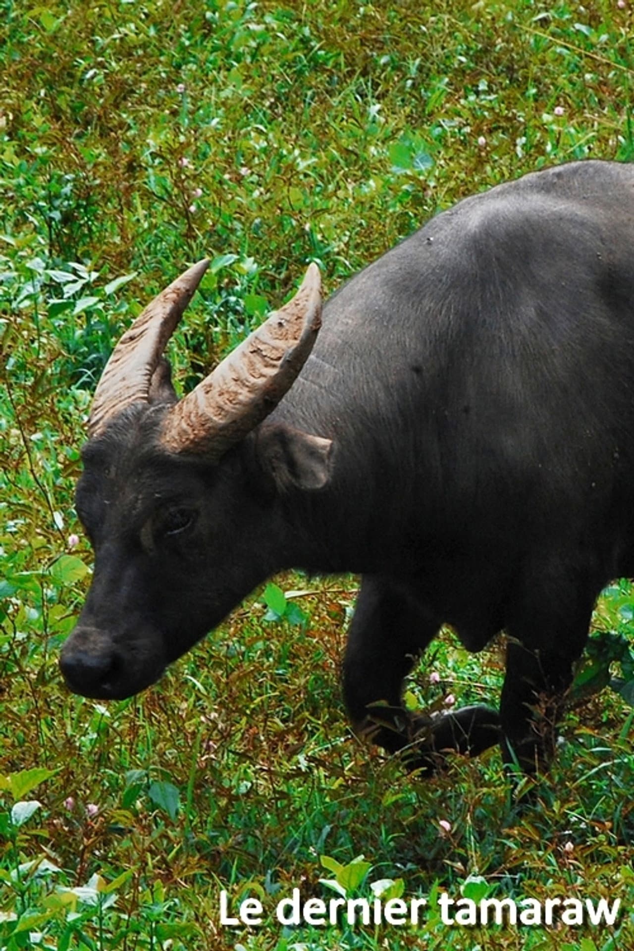 Le dernier tamaraw preview 1