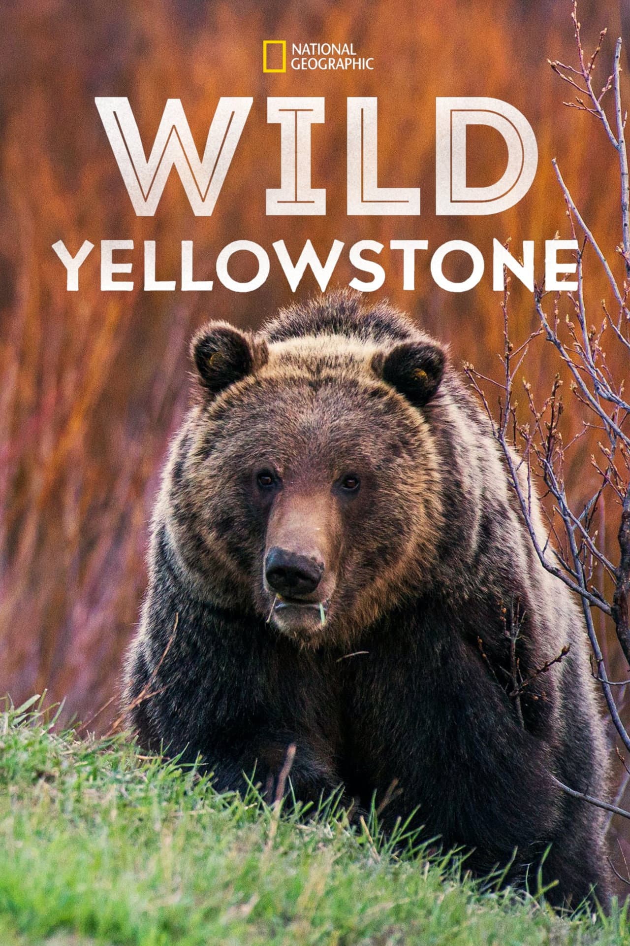 Wild Yellowstone preview 2