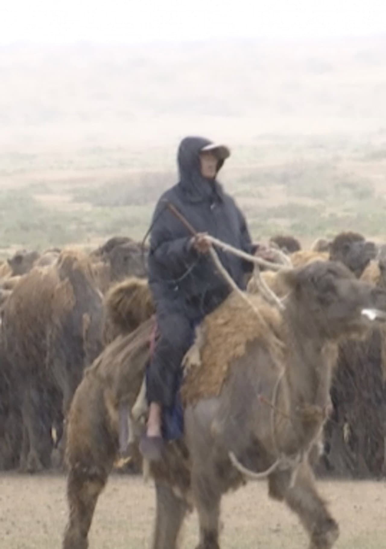 The Disappearing Camel Caravan preview 2