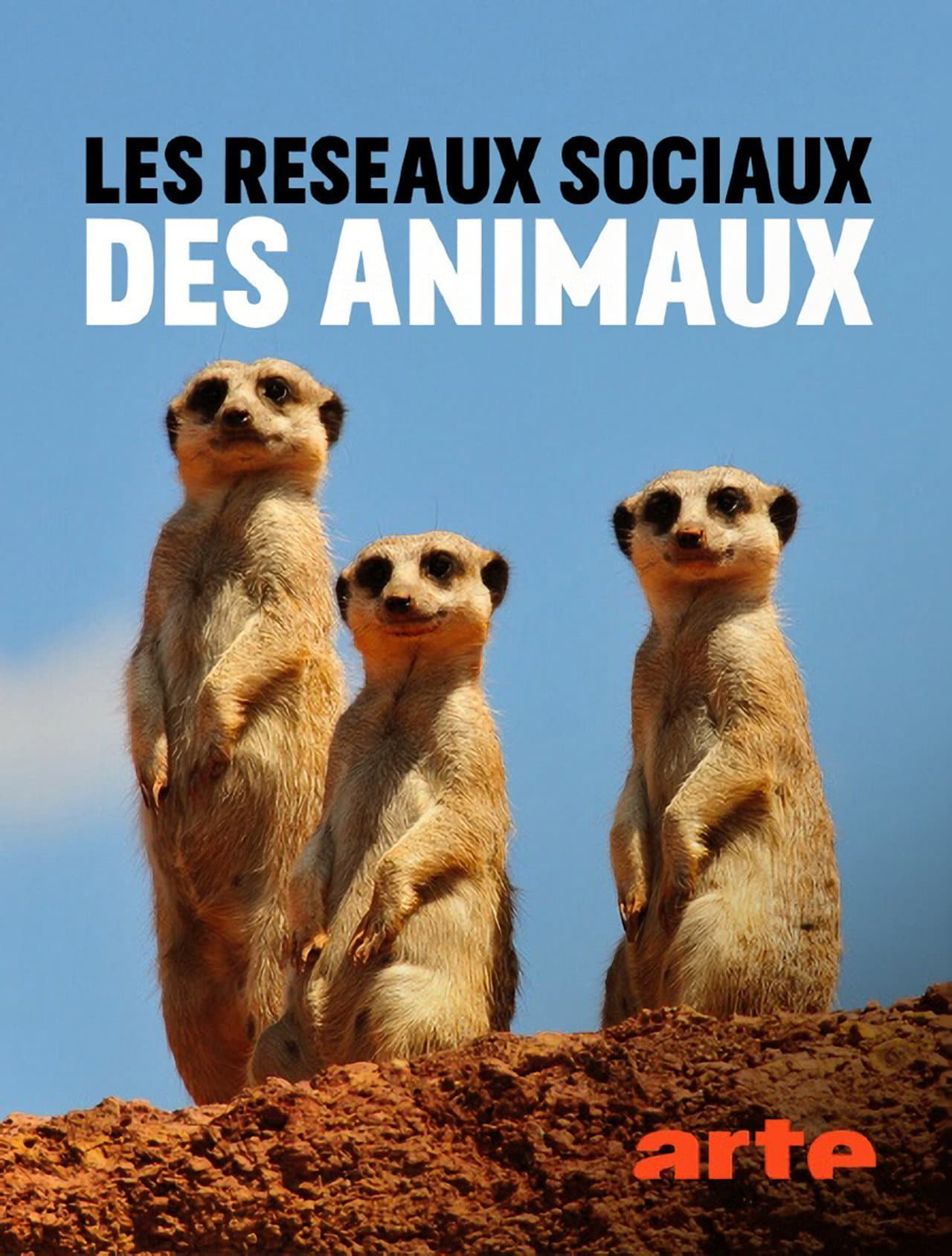 Animal Social Network preview 2