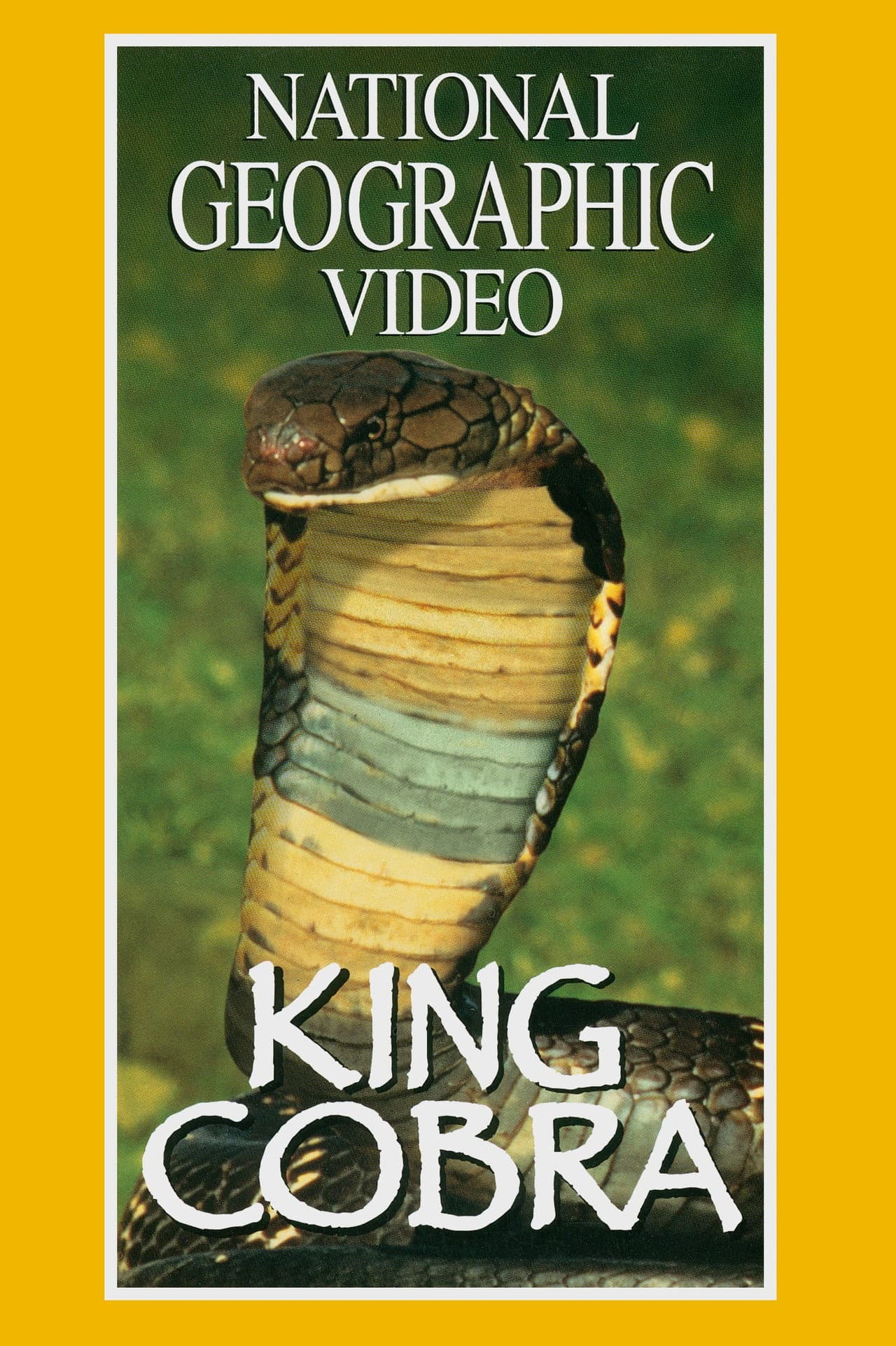 King Cobra preview 1