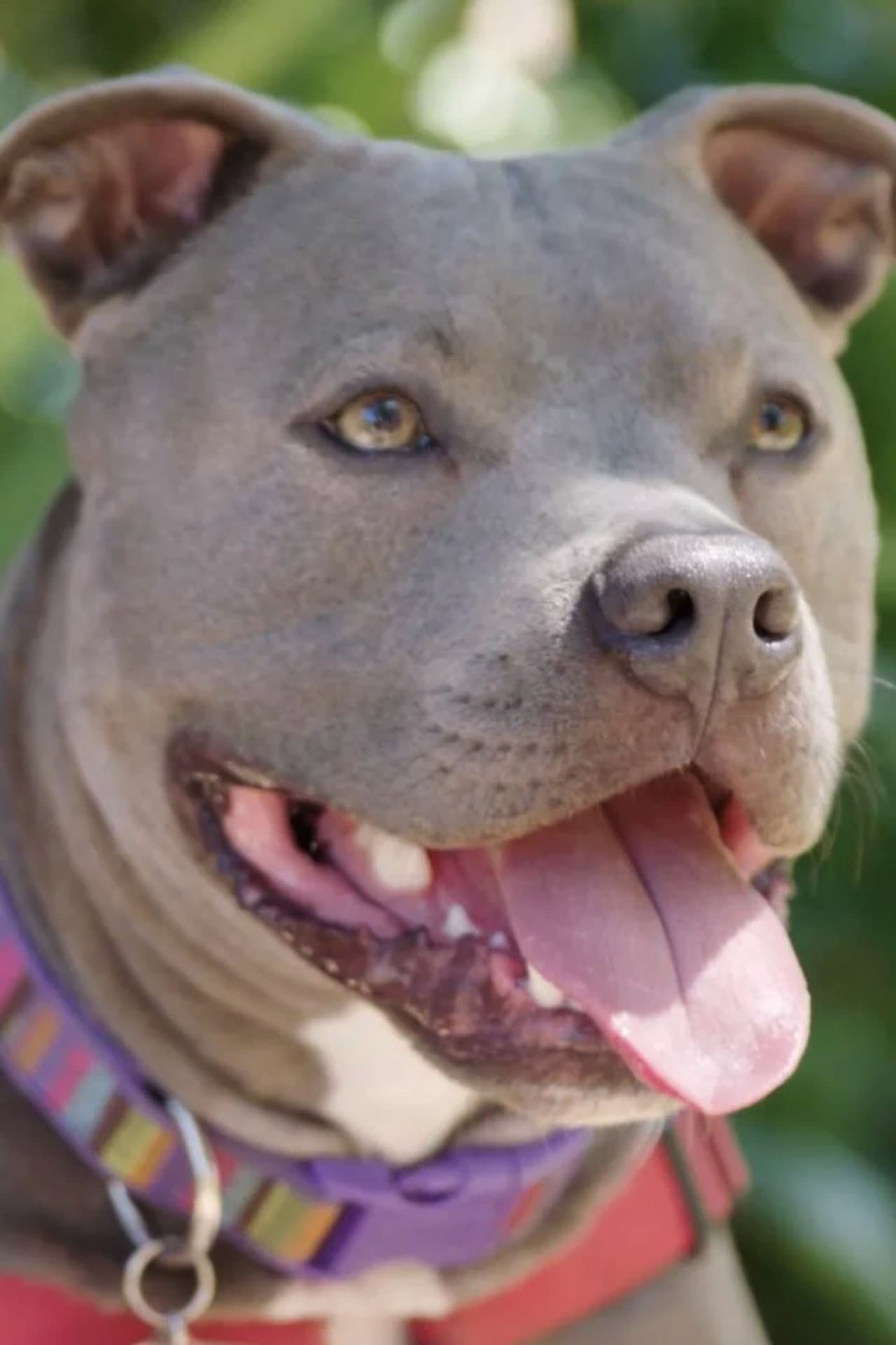 Hopalong Animal Rescue: The Power of Fostering preview 1