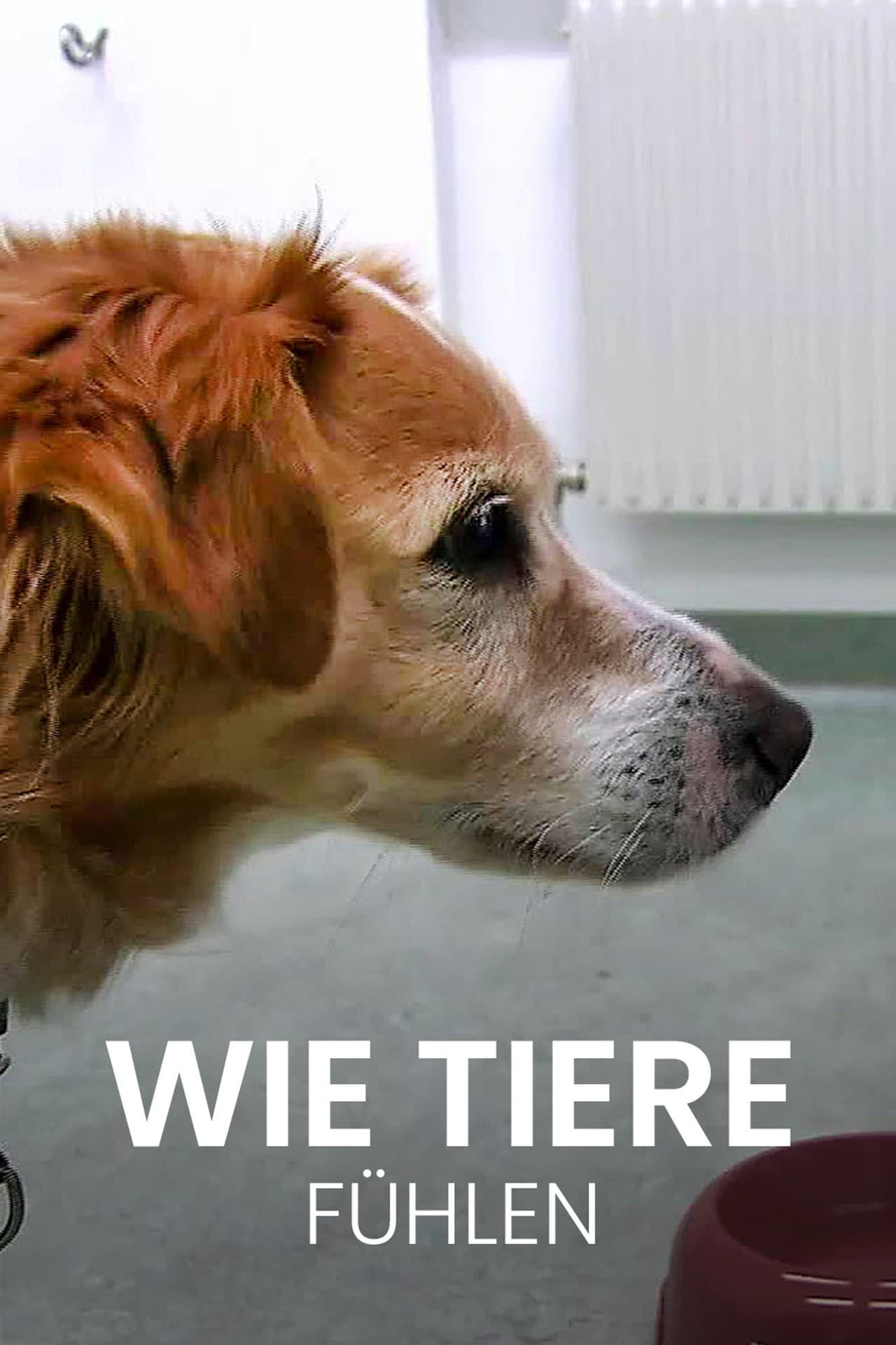 Wie Tiere fühlen preview 2