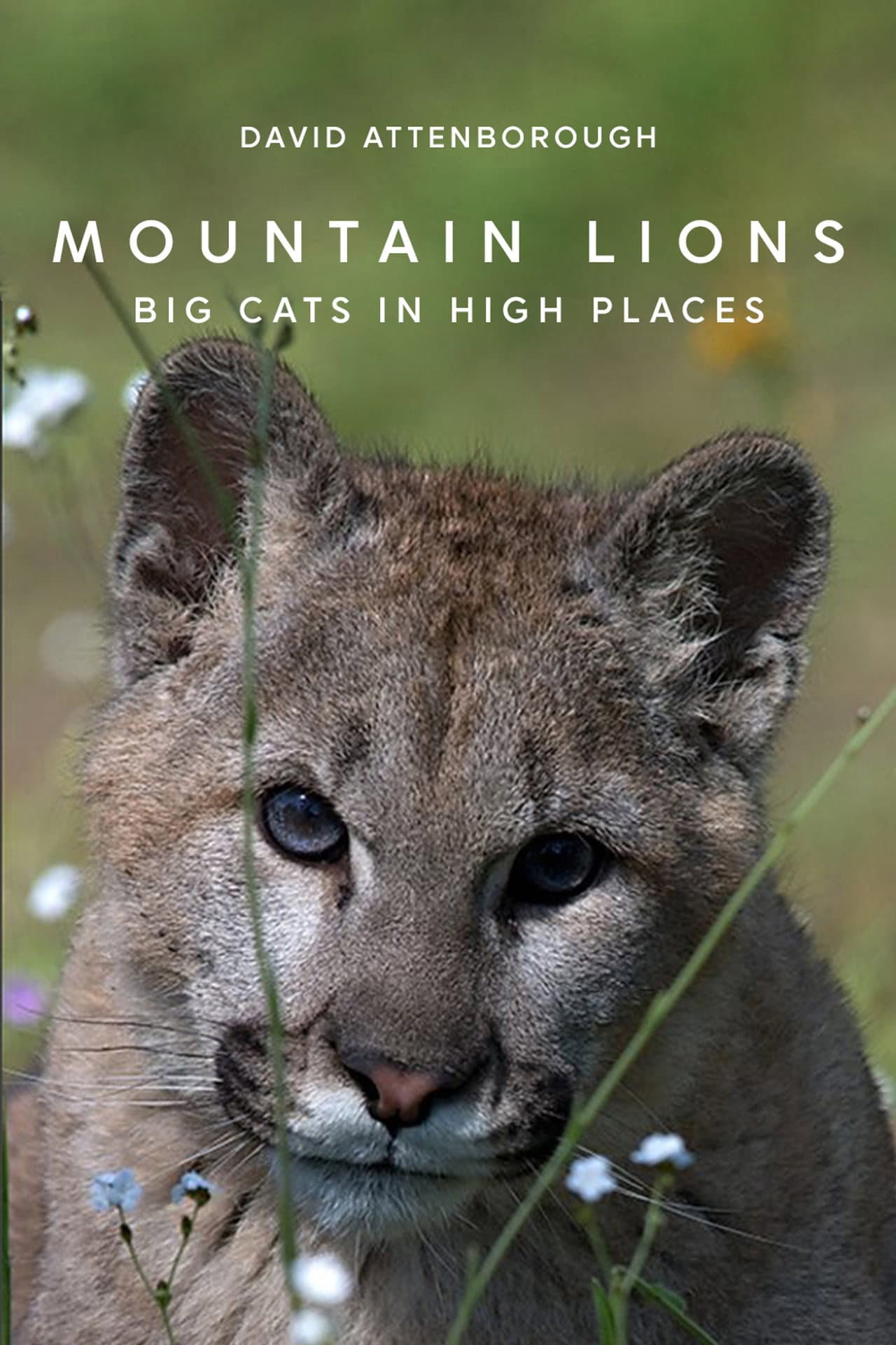 Mountain Lions: Big Cats in High Places preview 1