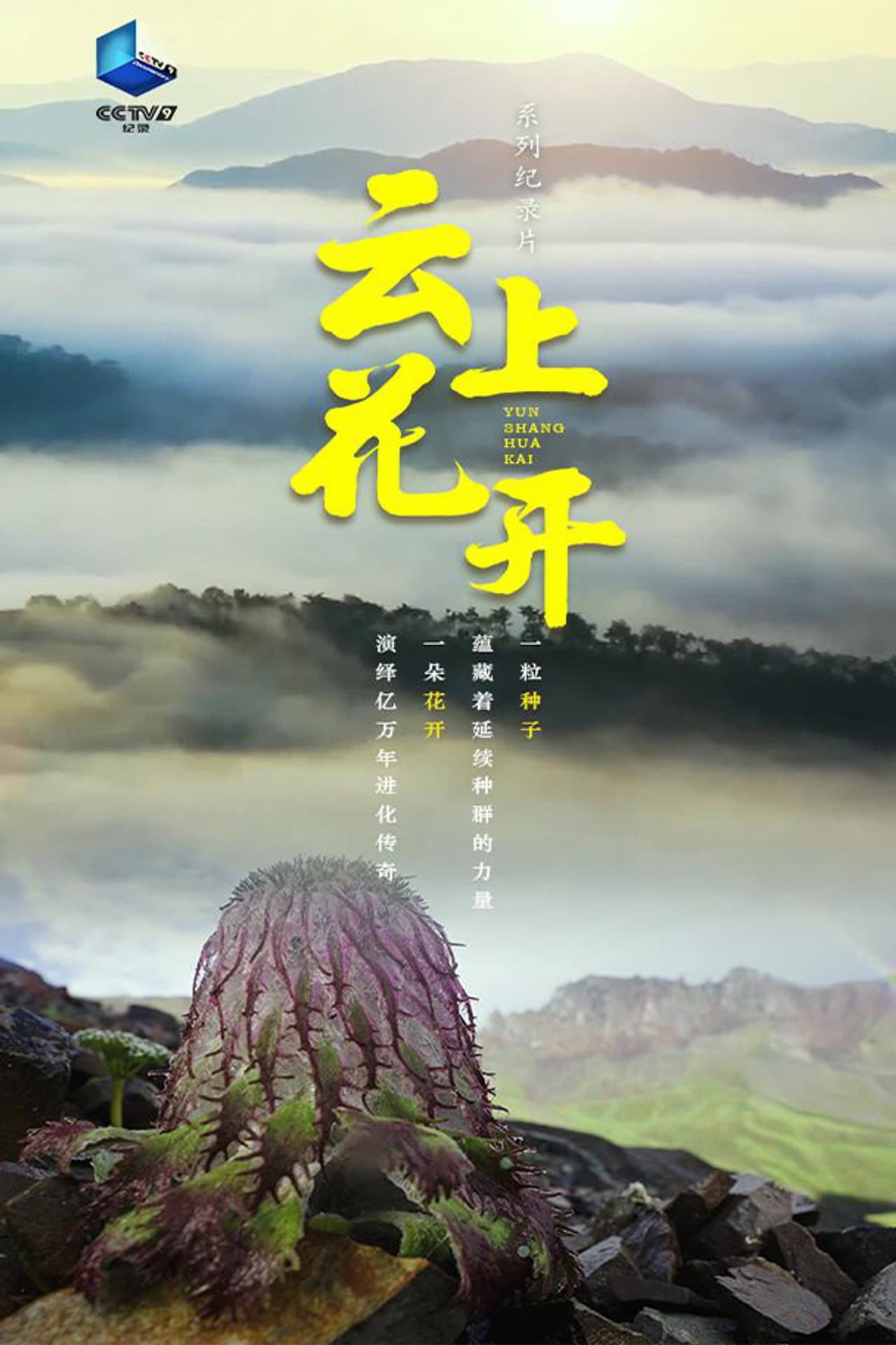 云上花开 preview 1