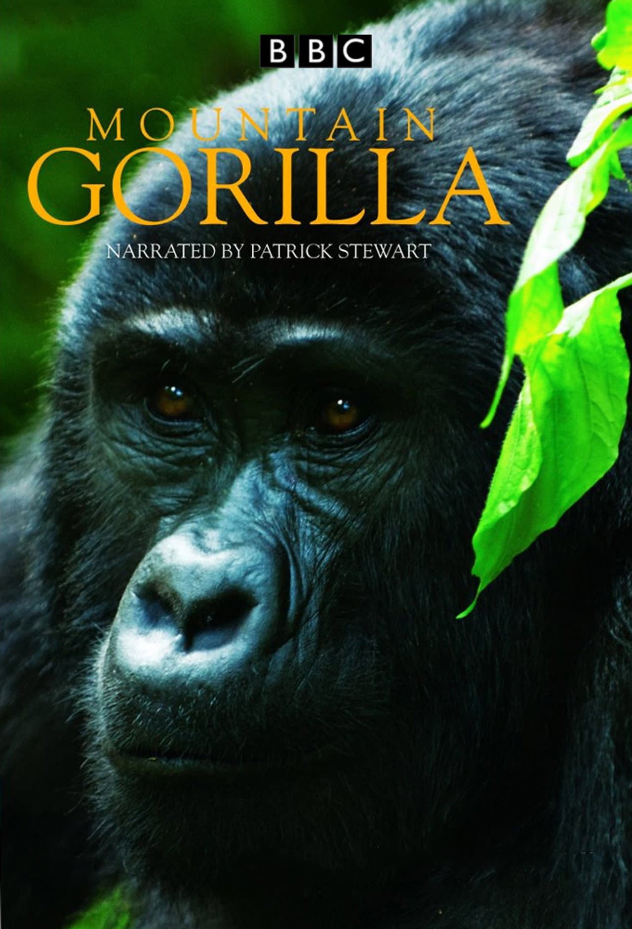Mountain Gorilla preview 2