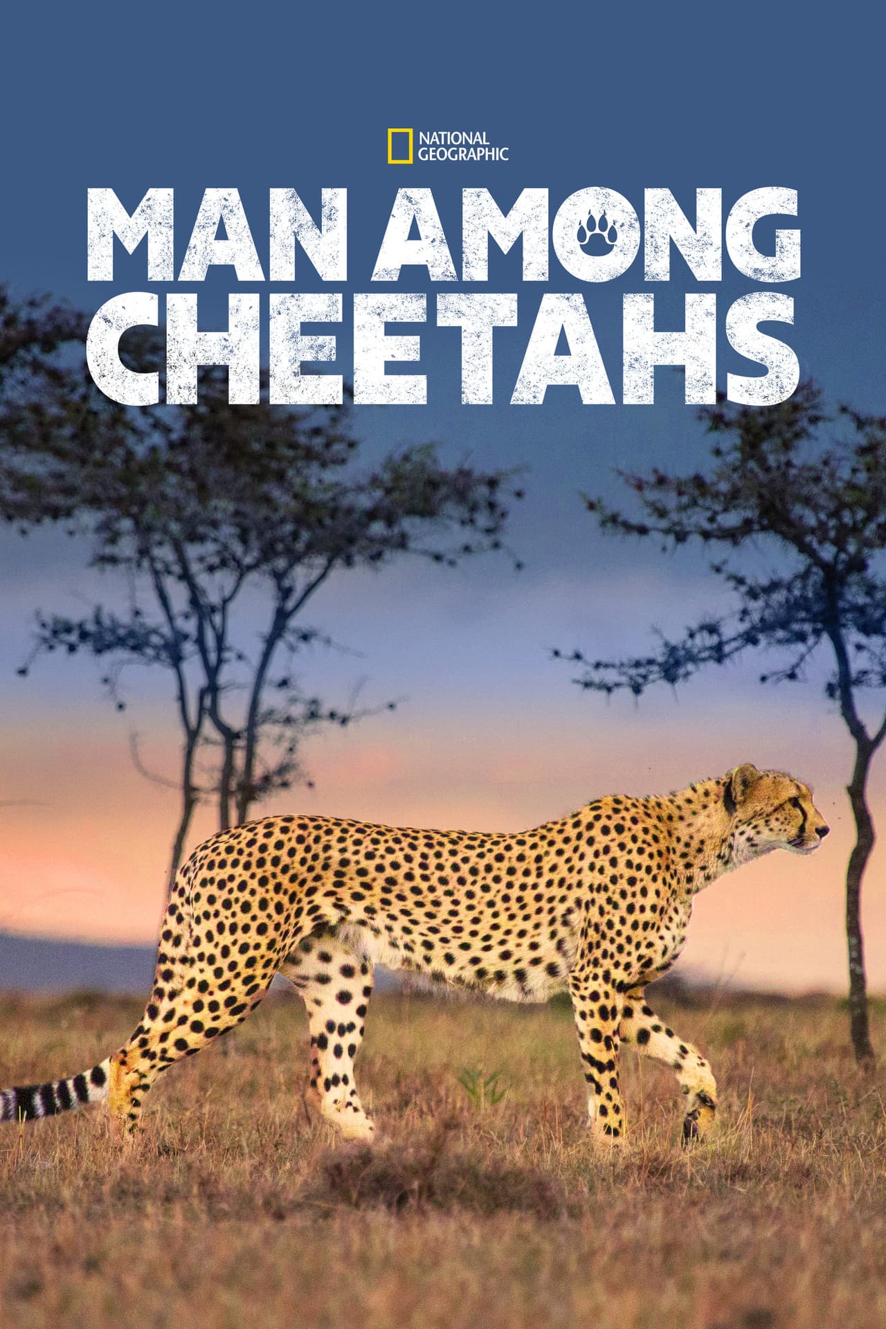 Man Among Cheetahs preview 2