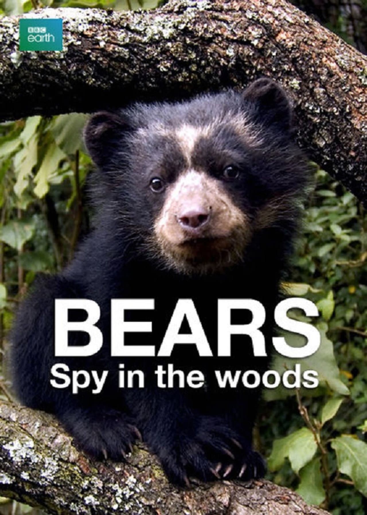 Bears: Spy in the Woods preview 1