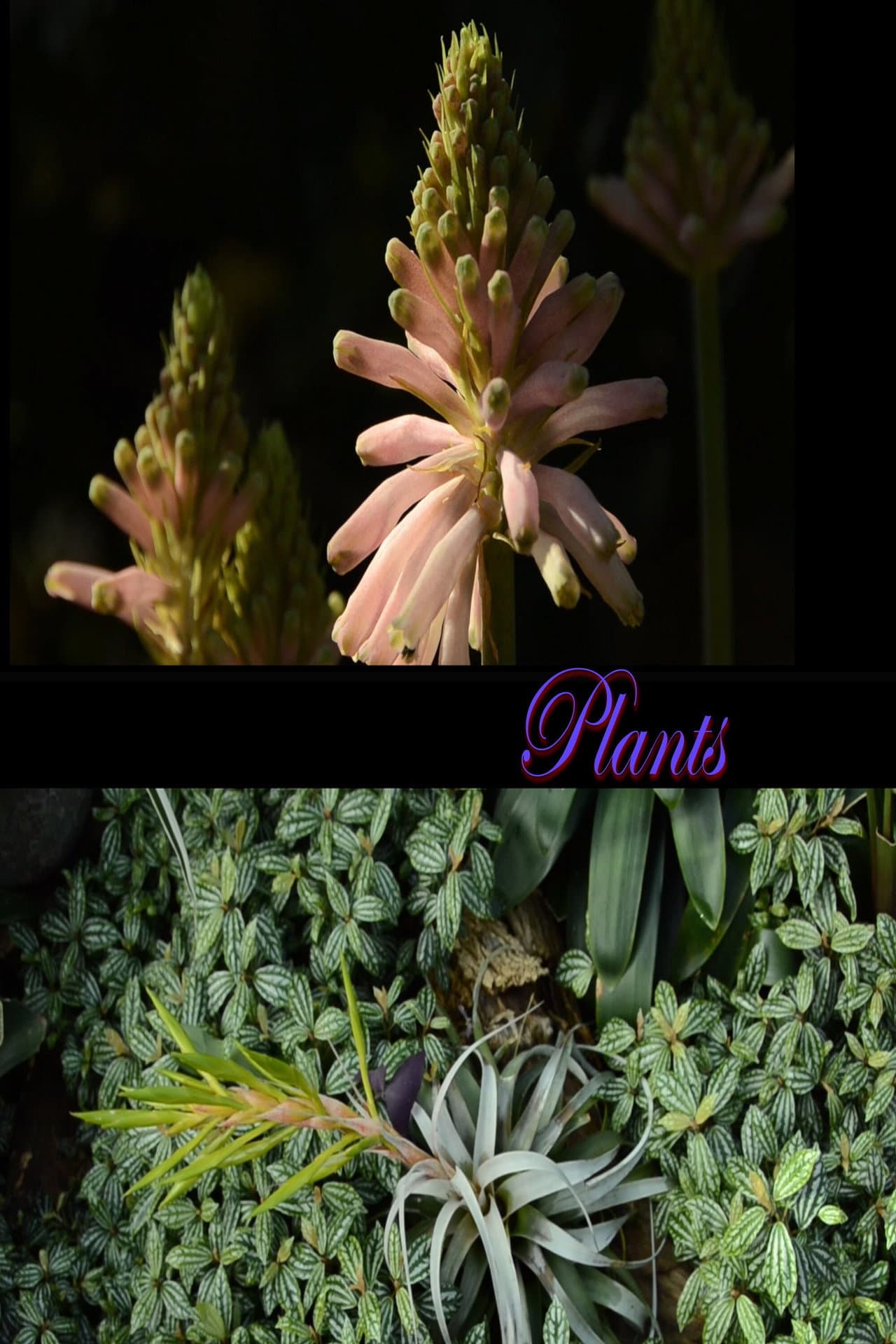 Plants preview 1