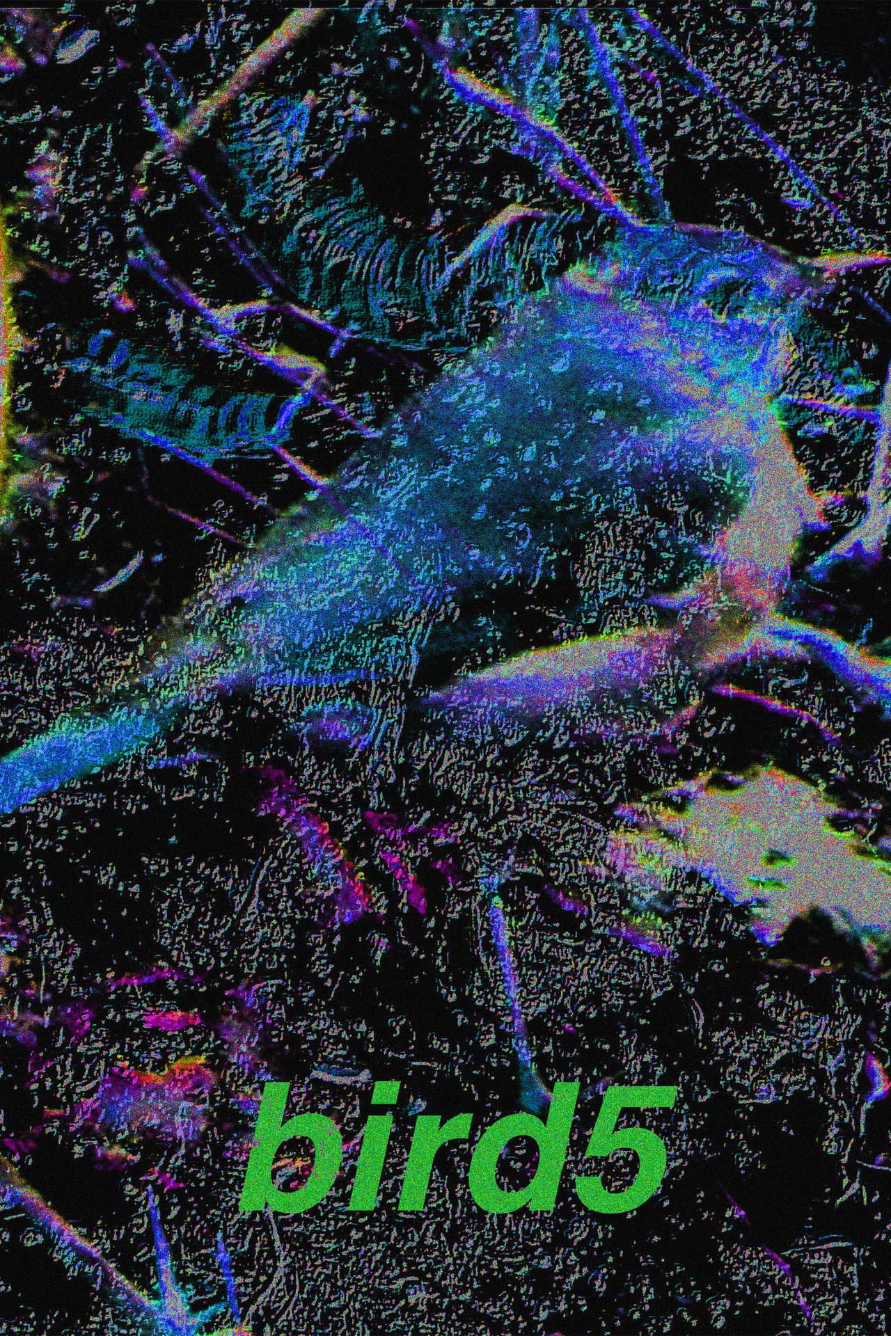 bird5.mp4 preview 2