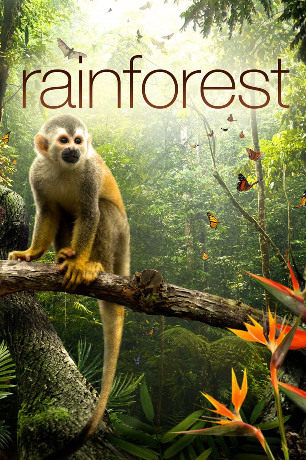 Secret Life of the Rainforest preview 2
