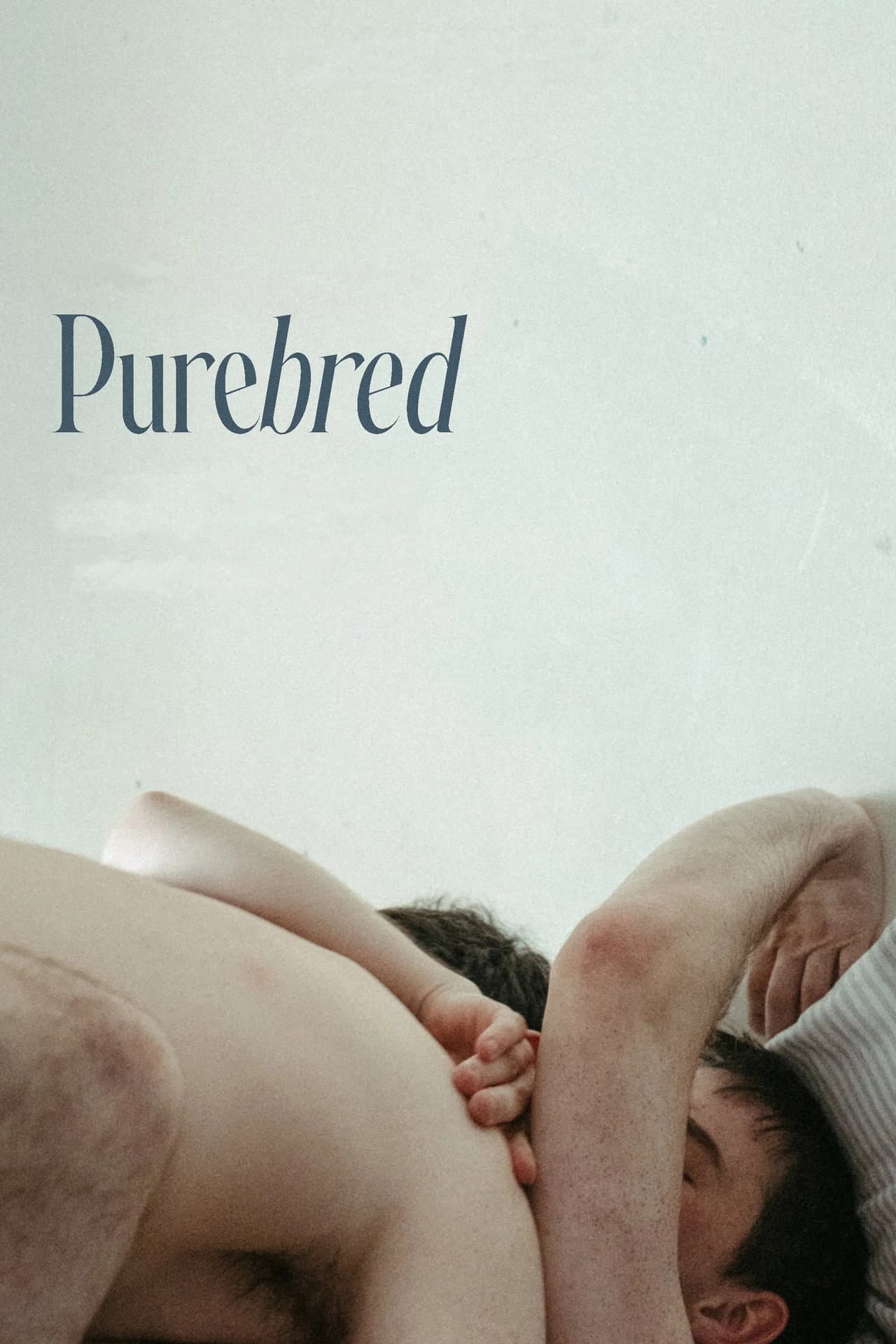 Purebred preview 2