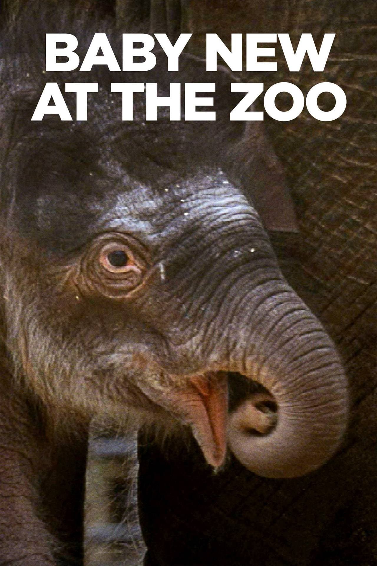 Baby New at the Zoo preview 1